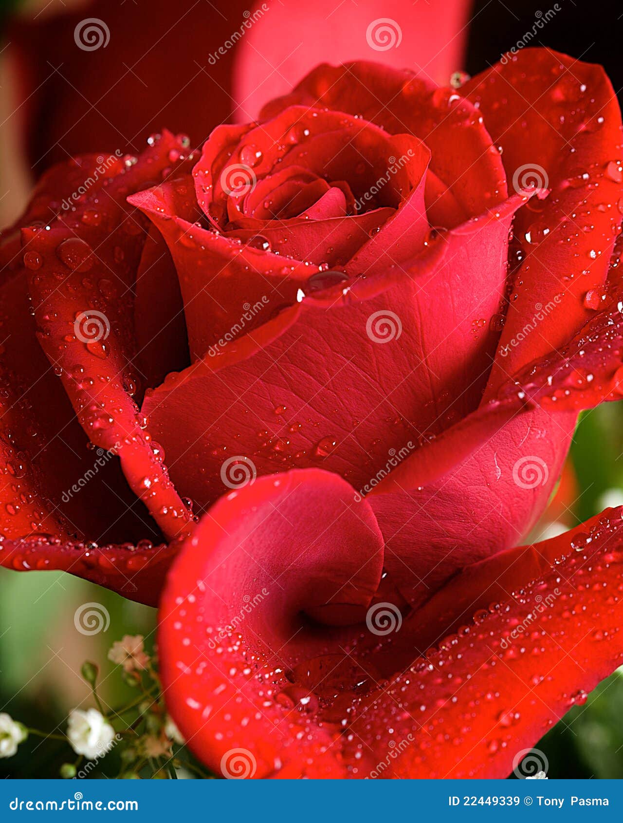 Red Rose with Water Drops stock image. Image of lovely - 22449339