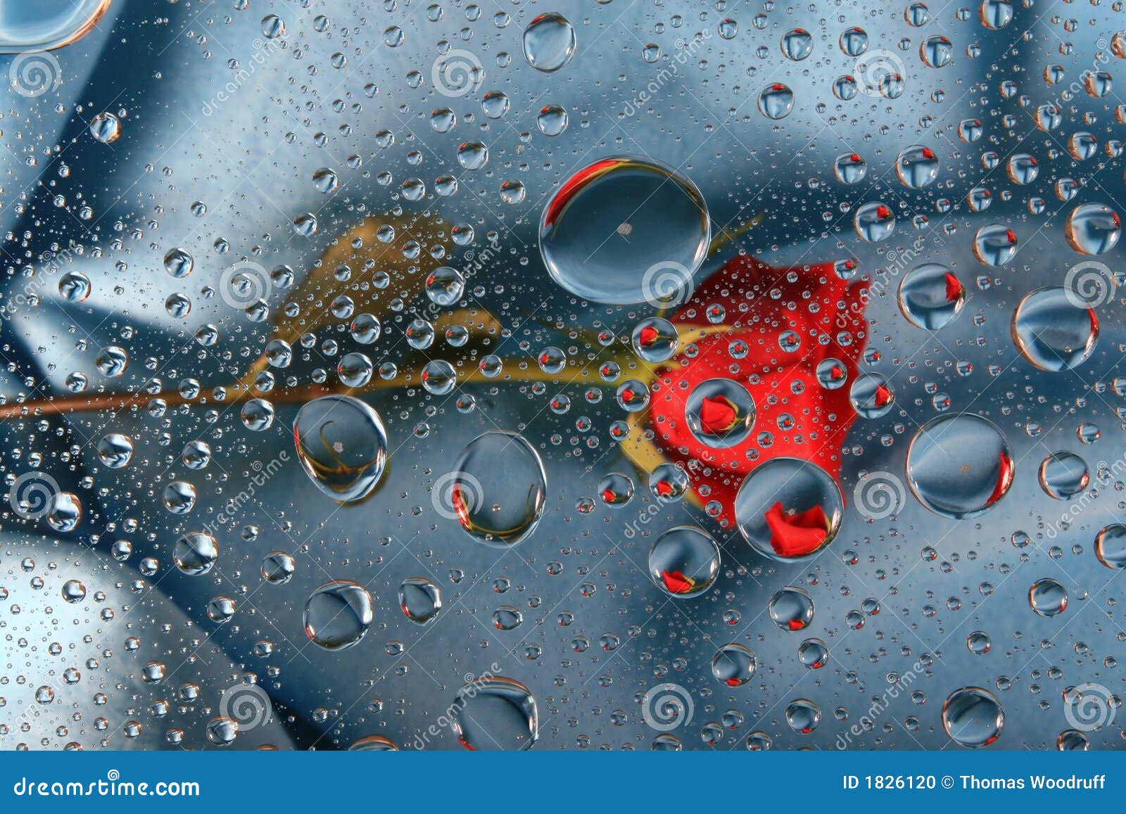 Red rose in water drops 6 stock photo. Image of stem, card - 1826120