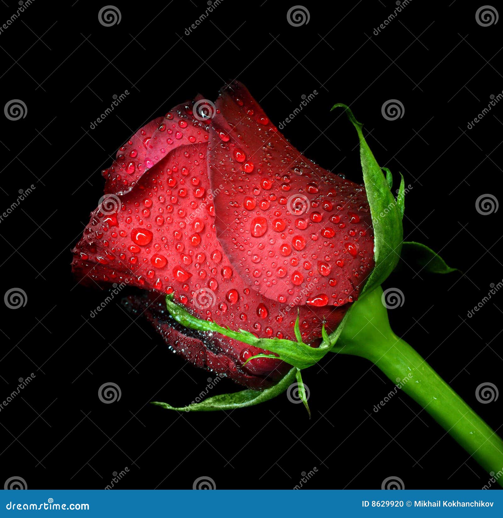 Black Rose Petals Background Water Drops Stock Photo 361321919