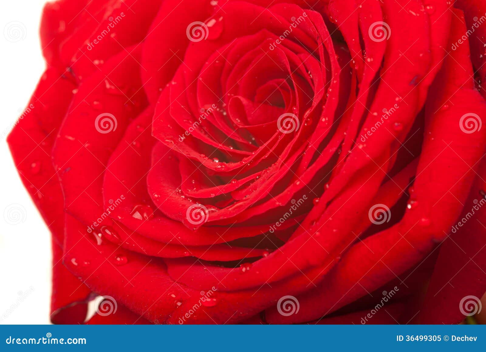 Red rose with water drops stock image. Image of aroma - 36499305