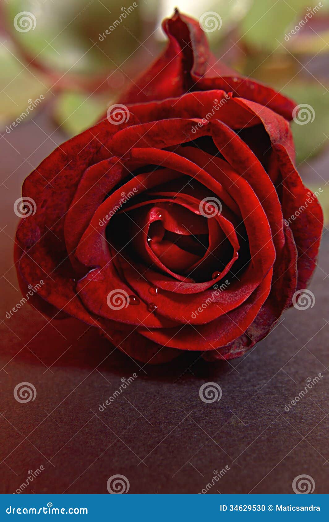 Red rose with water drops. stock photo. Image of valentine - 34629530