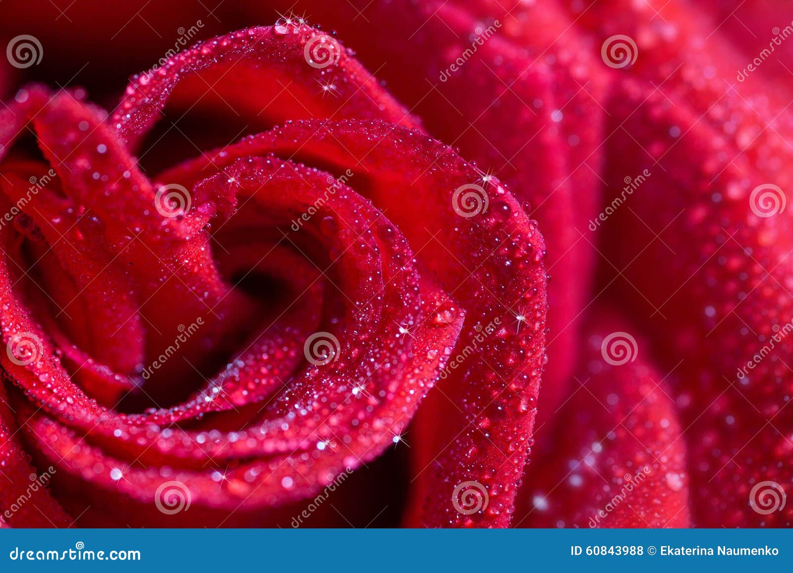 Red rose in water drops stock photo. Image of beauty - 60843988