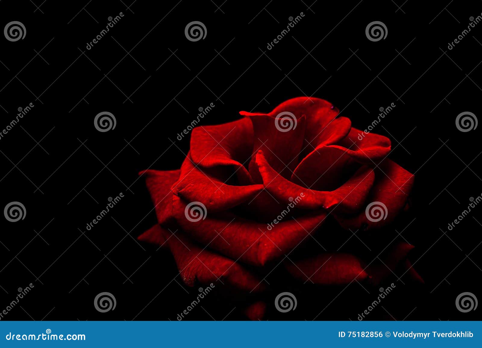 Red rose with water drops stock photo. Image of flower - 75182856