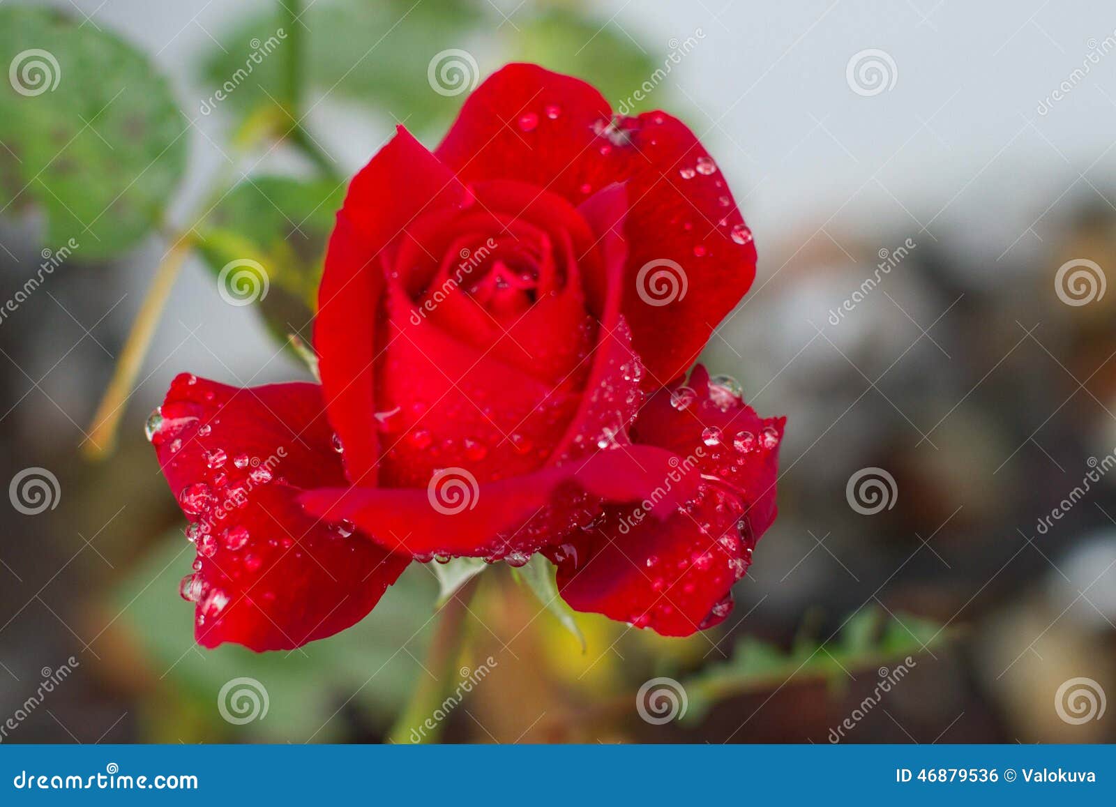 Red rose with water drops on it. Summer flowers. After rain, morning dew.