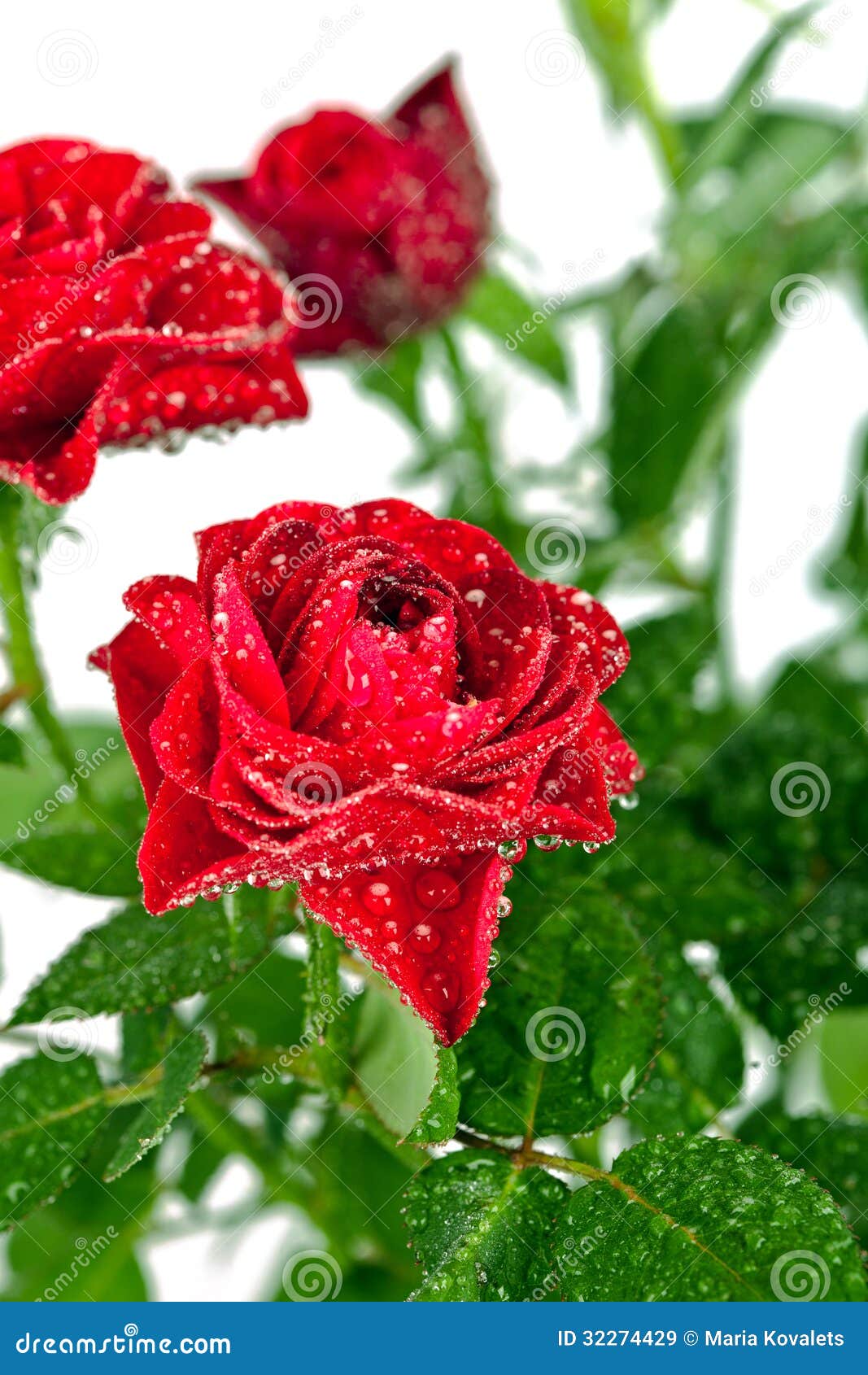 Red rose with water drops stock image. Image of isolated 32274429