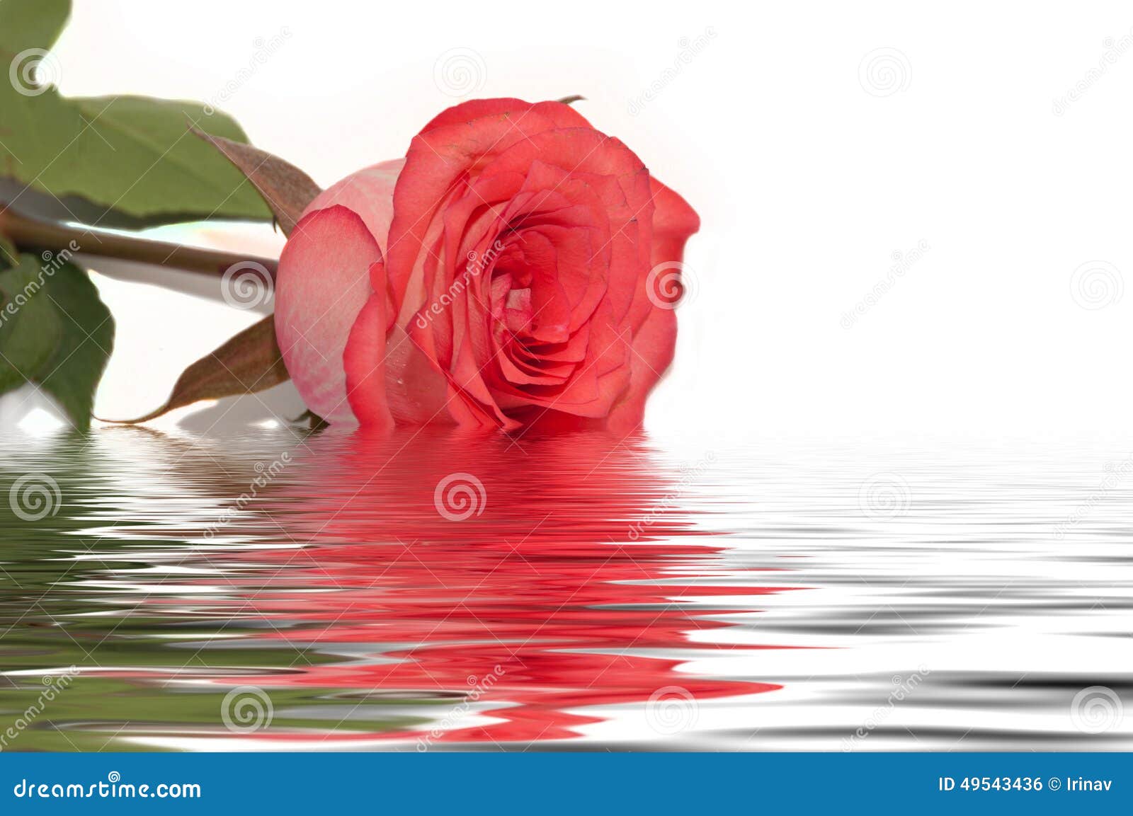 Red Rose Water Reflection White Stock Photo Image 49543436