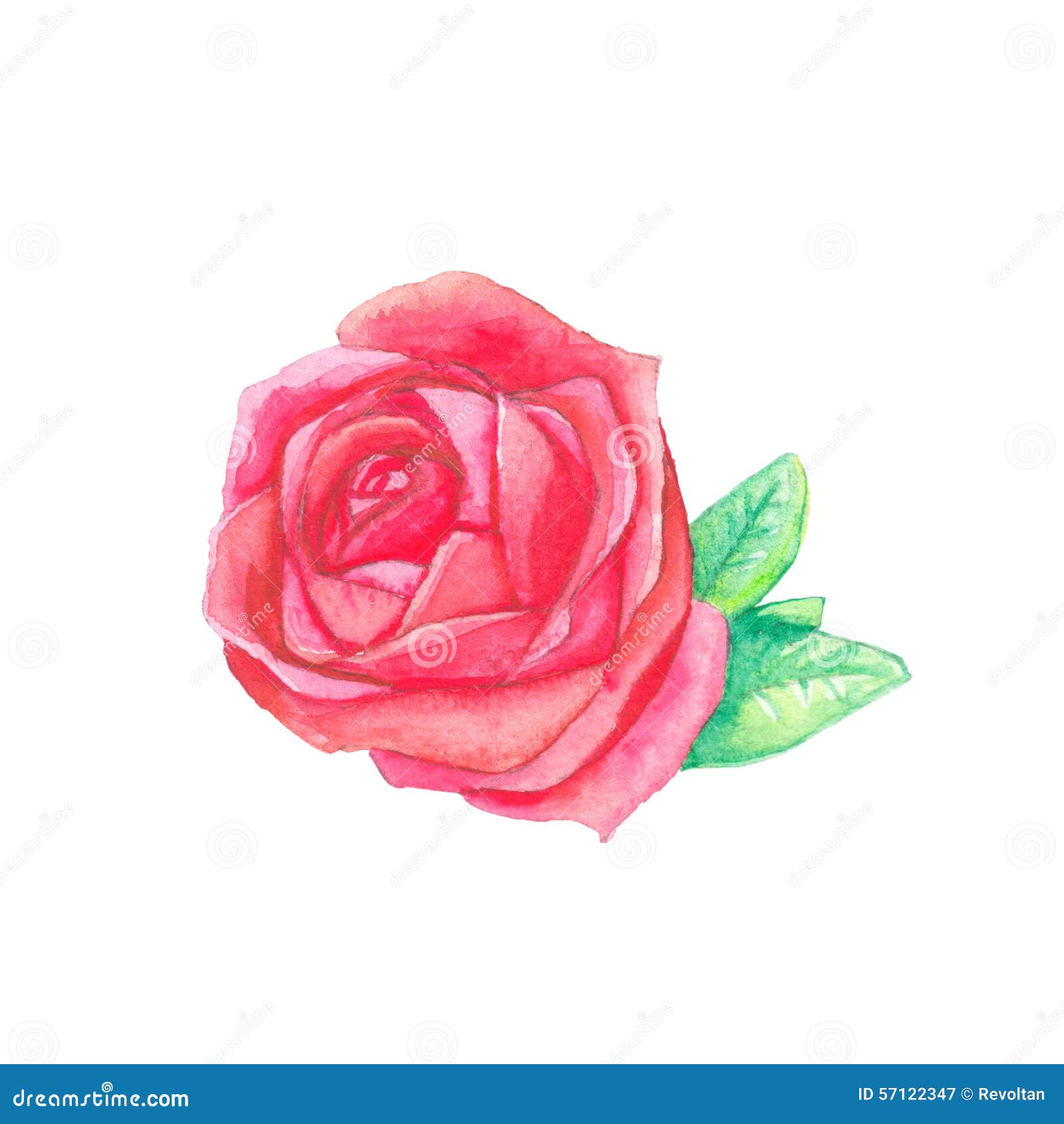Red Rose, watercolor stock illustration. Illustration of aroma - 57122347