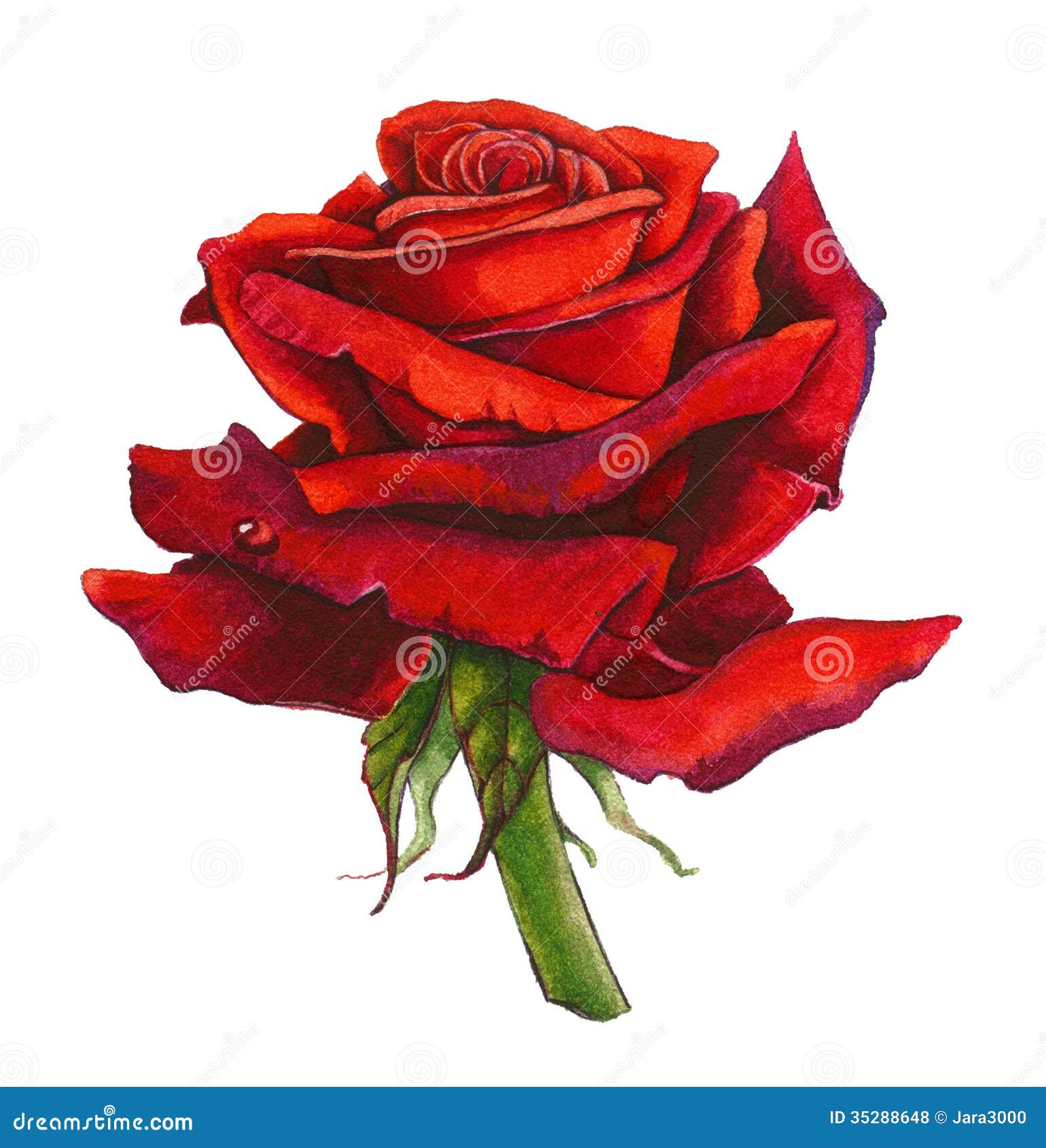 Red Rose Watercolor stock illustration. Illustration of color - 35288648