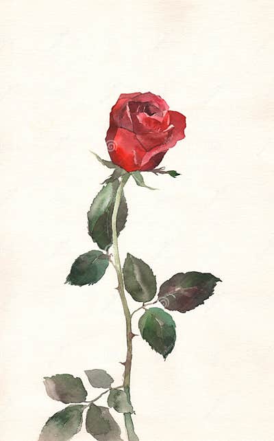 Red Rose Watercolor Painting Stock Illustration - Illustration of ...