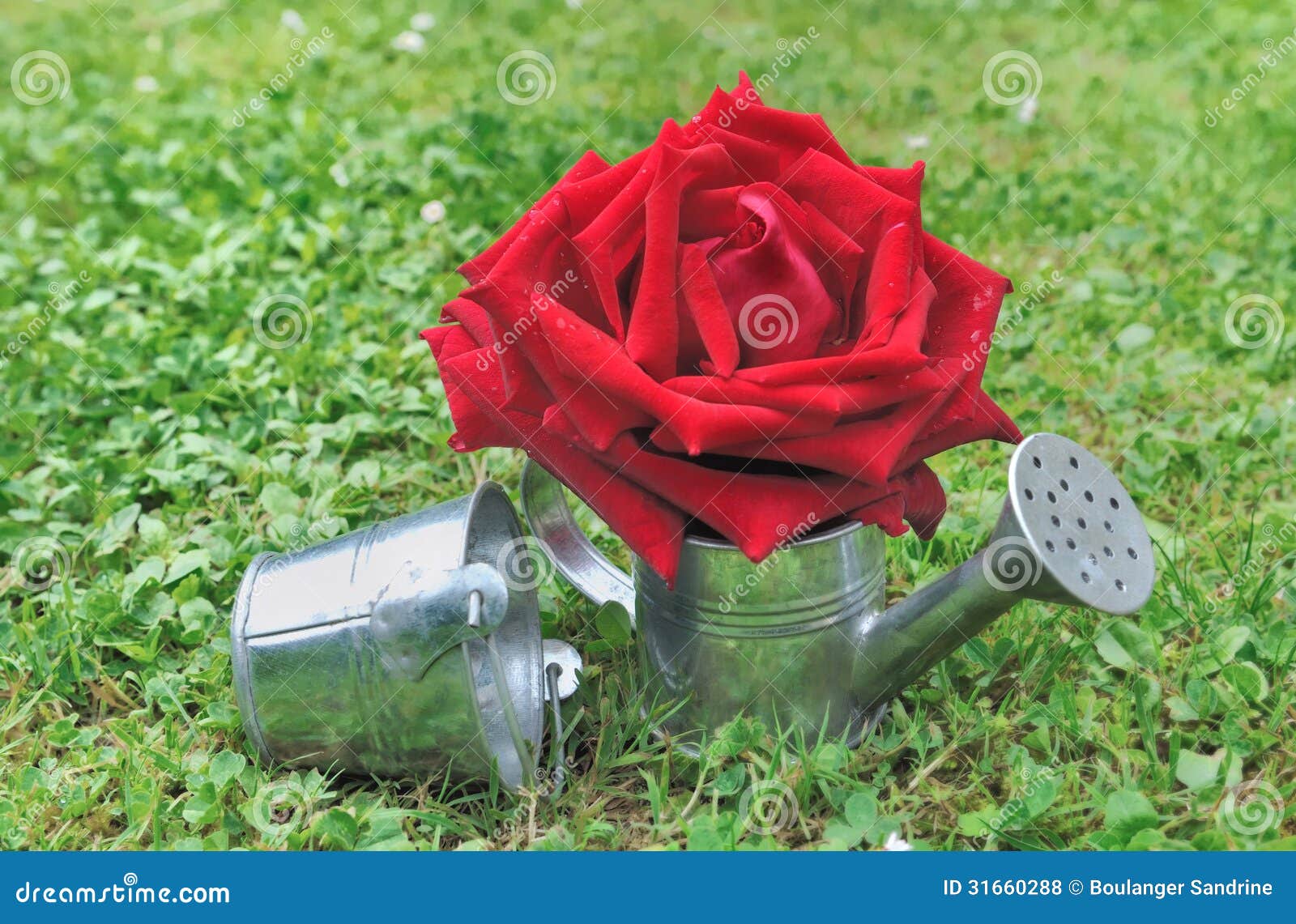 Red rose in watering can stock photo. Image of metal 31660288