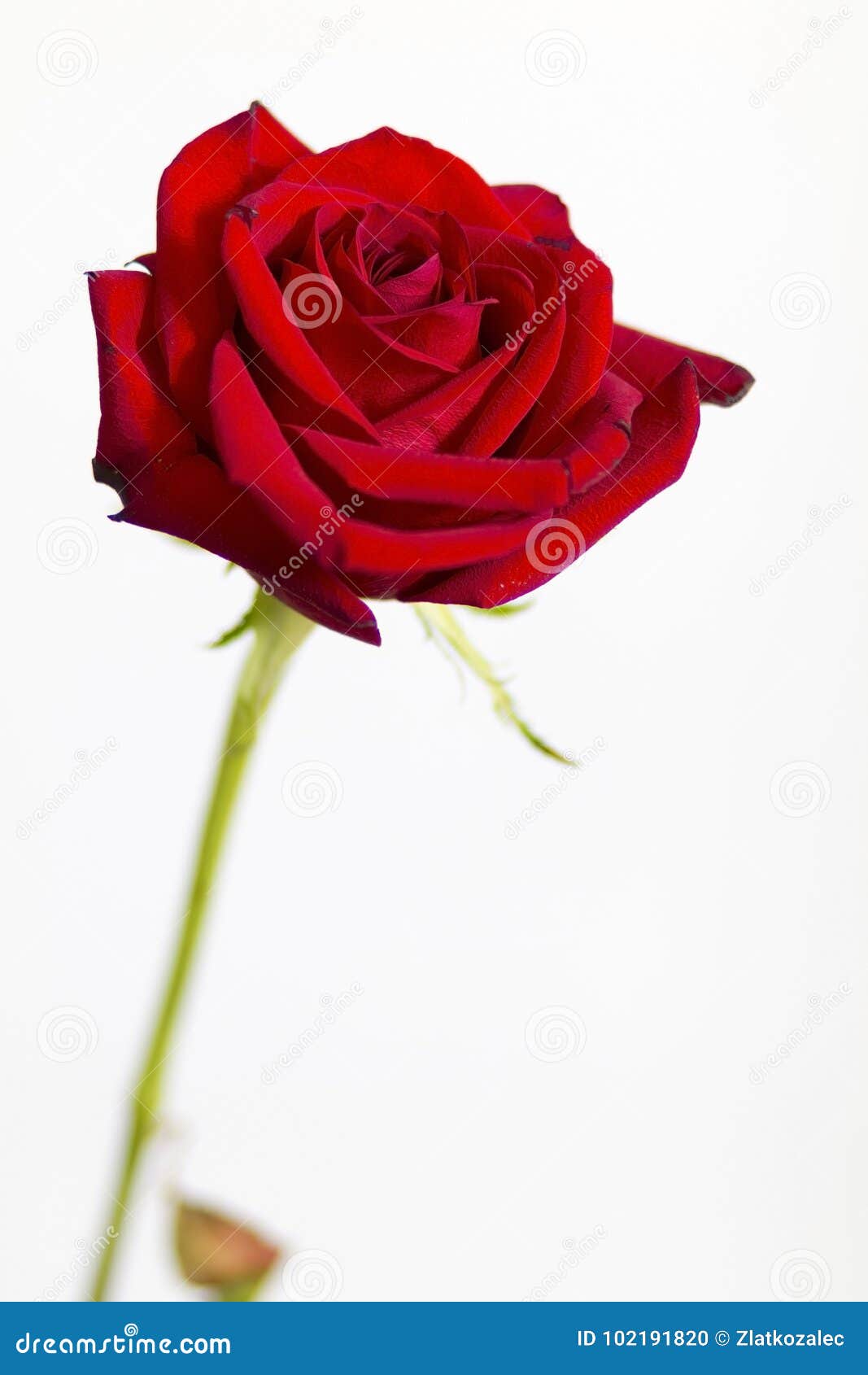 Red Rose on a White Background Stock Photo Image of dating, gift