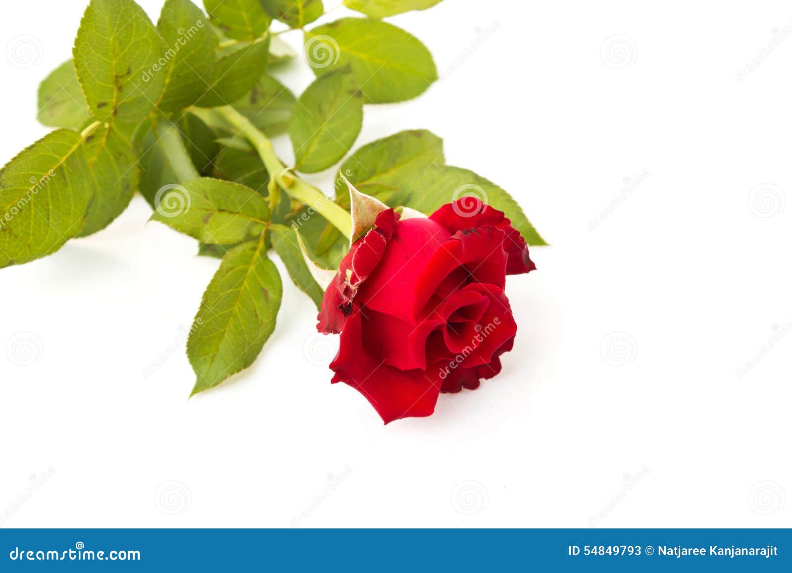 Red Rose on White Background. Stock Image Image of rose, floral 54849793
