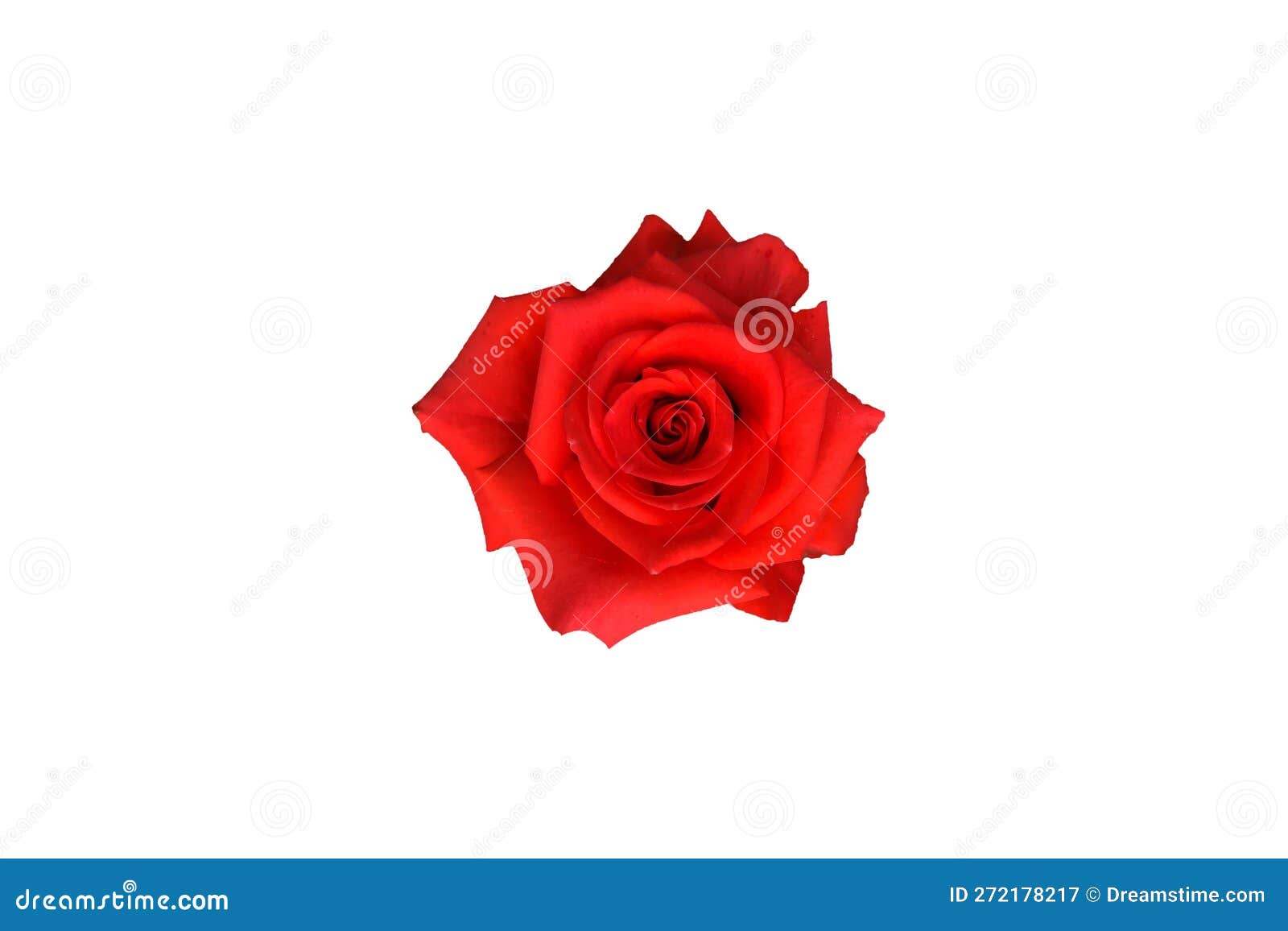 Red Rose on a White Background Image Stock Image Image of botanical