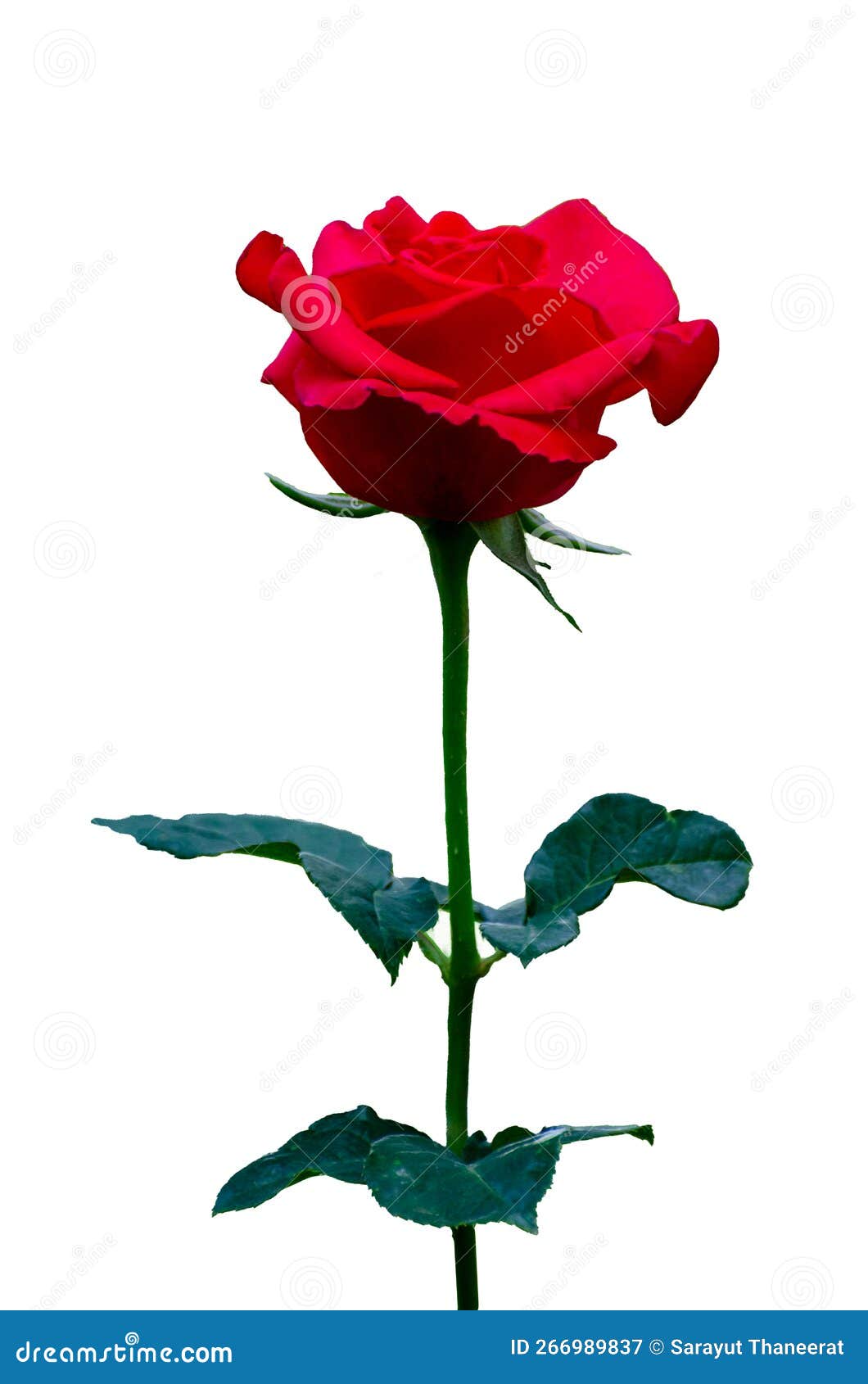 Red Rose White Background, Isolate Stock Image Image of beauty, open