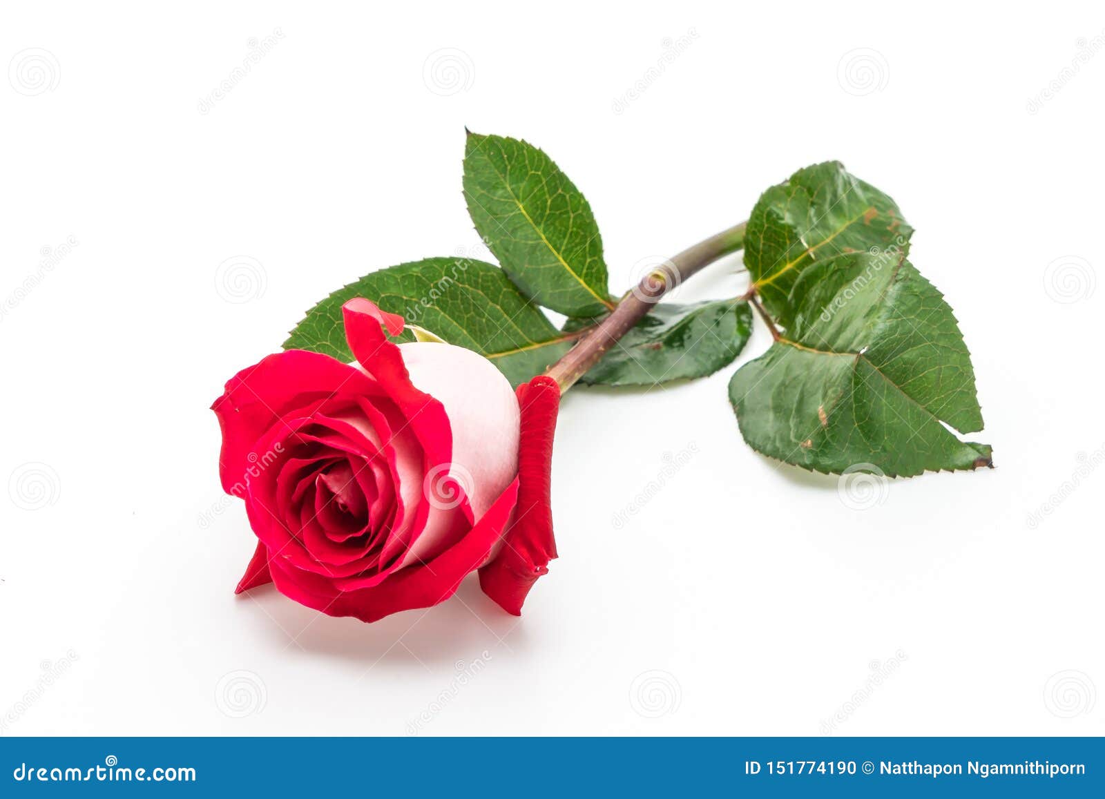 Red Rose on White Background Stock Photo Image of roses, petal 151774190