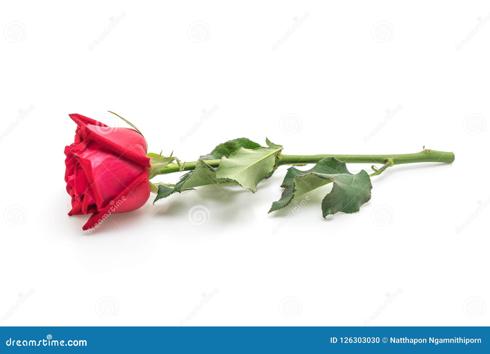 Red Rose on White Background Stock Photo Image of romantic, blossom