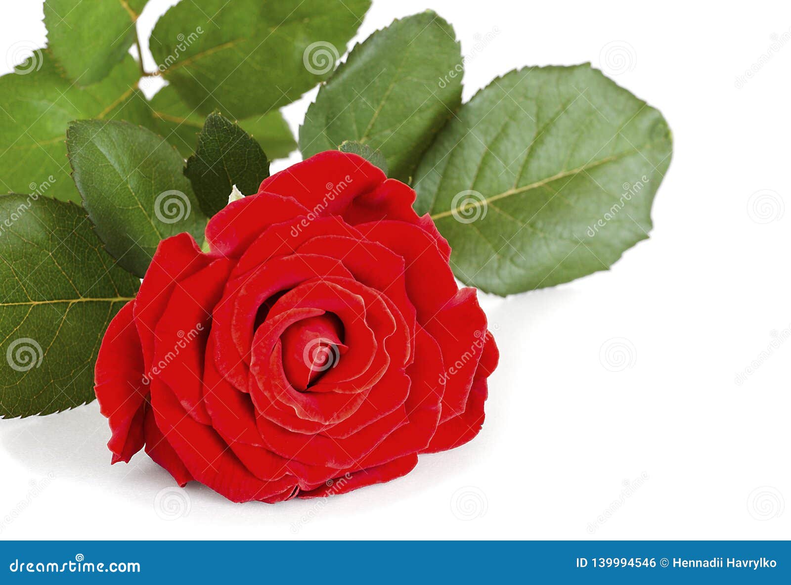Red Rose on a White Background Stock Photo Image of rose, flower
