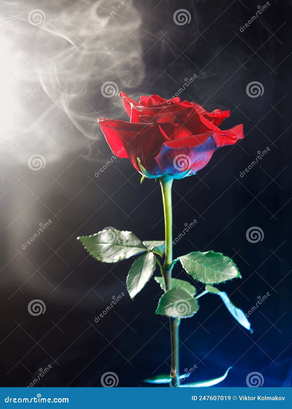 Red Rose , White Smoke , Black Background Stock Image Image of design