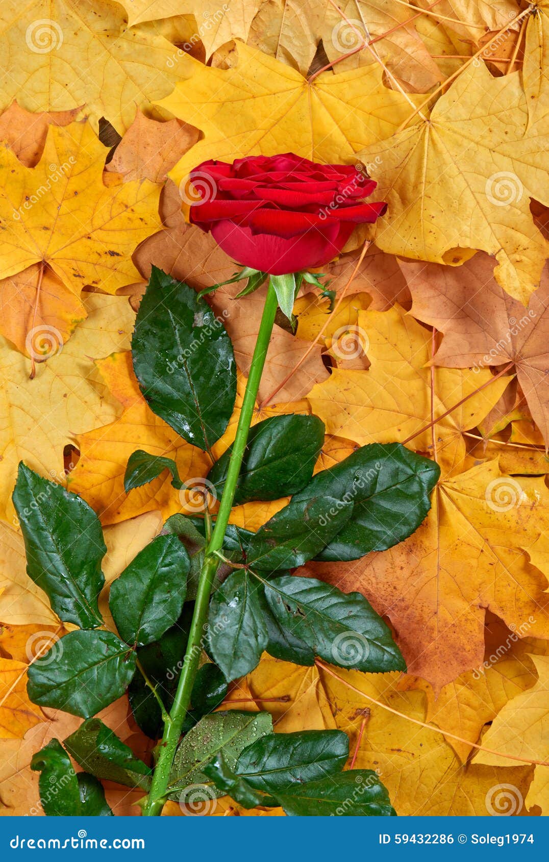 Red Rose on Yellow Autumn Leaves Background Stock Photo Image of