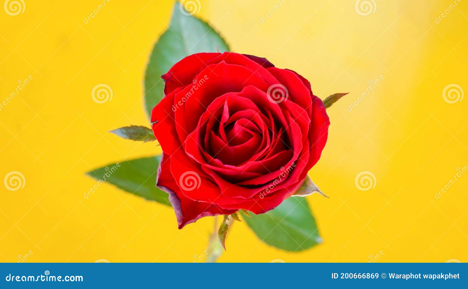 A Red Rose on a Yellow Background Stock Image Image of march, flora