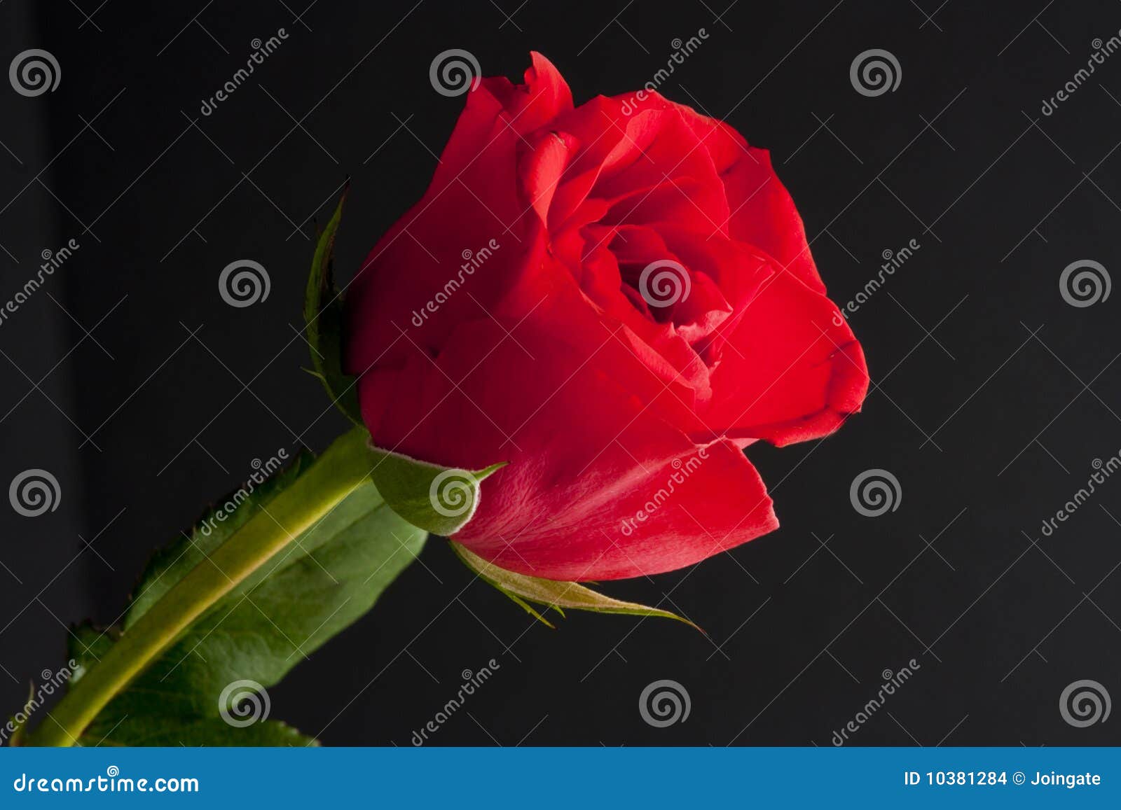 red rosebud