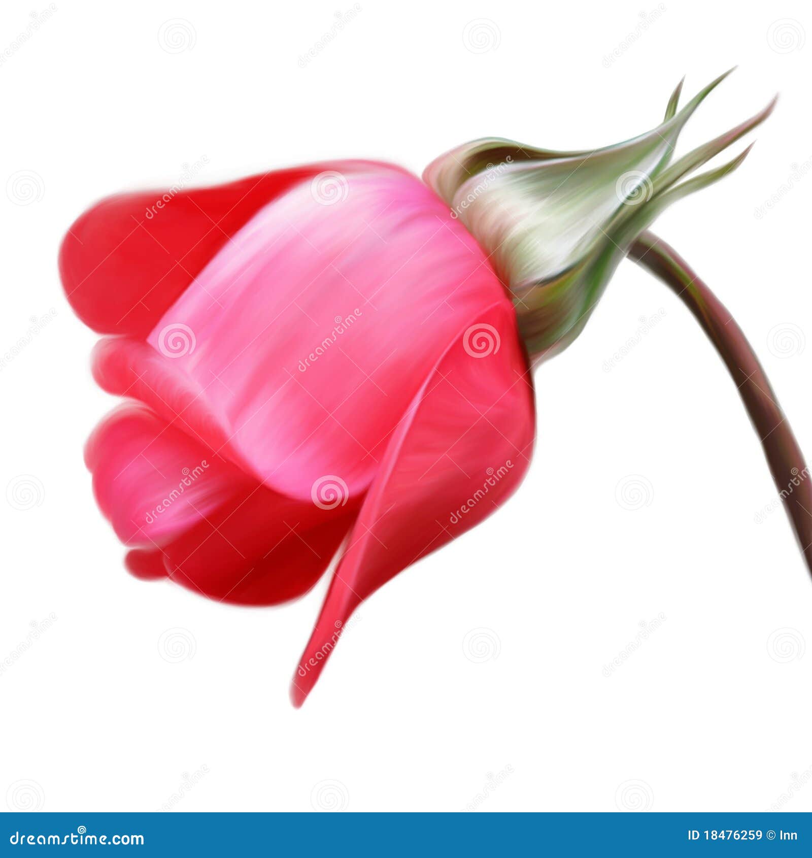 Red Rosebud Hand Drawn Illustration Stock Image Image of artistic, colored 18476259
