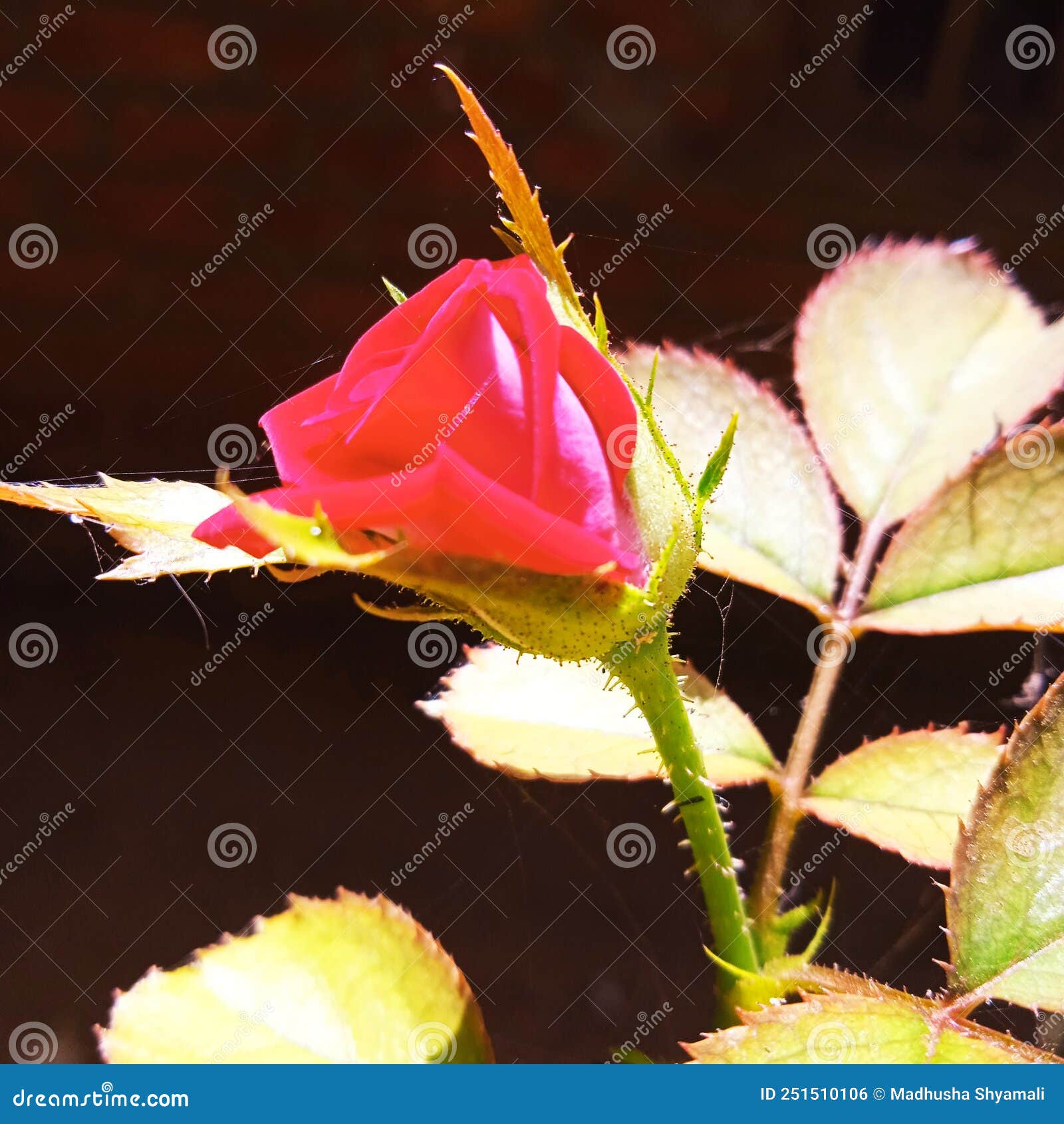 Red RoseBuds in the Home GardenðŸŒ¹ðŸŒ¹ðŸŒ¹ Stock Photo Image of leaf
