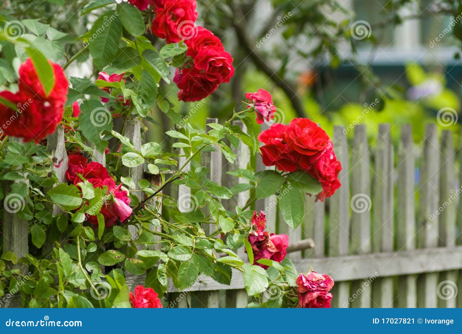 RED ROSES stock image. Image of macro, bush, leaf, blooming 17027821