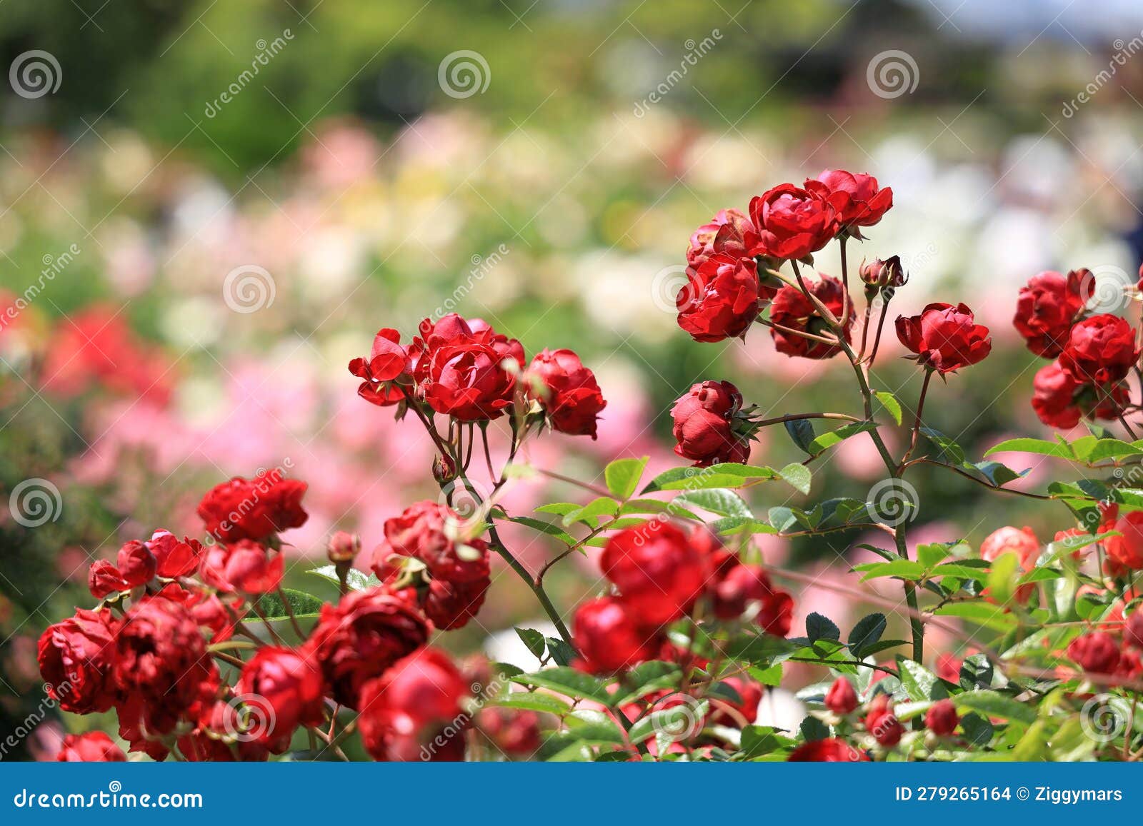 Red roses in Japan stock photo. Image of flower, summer 279265164