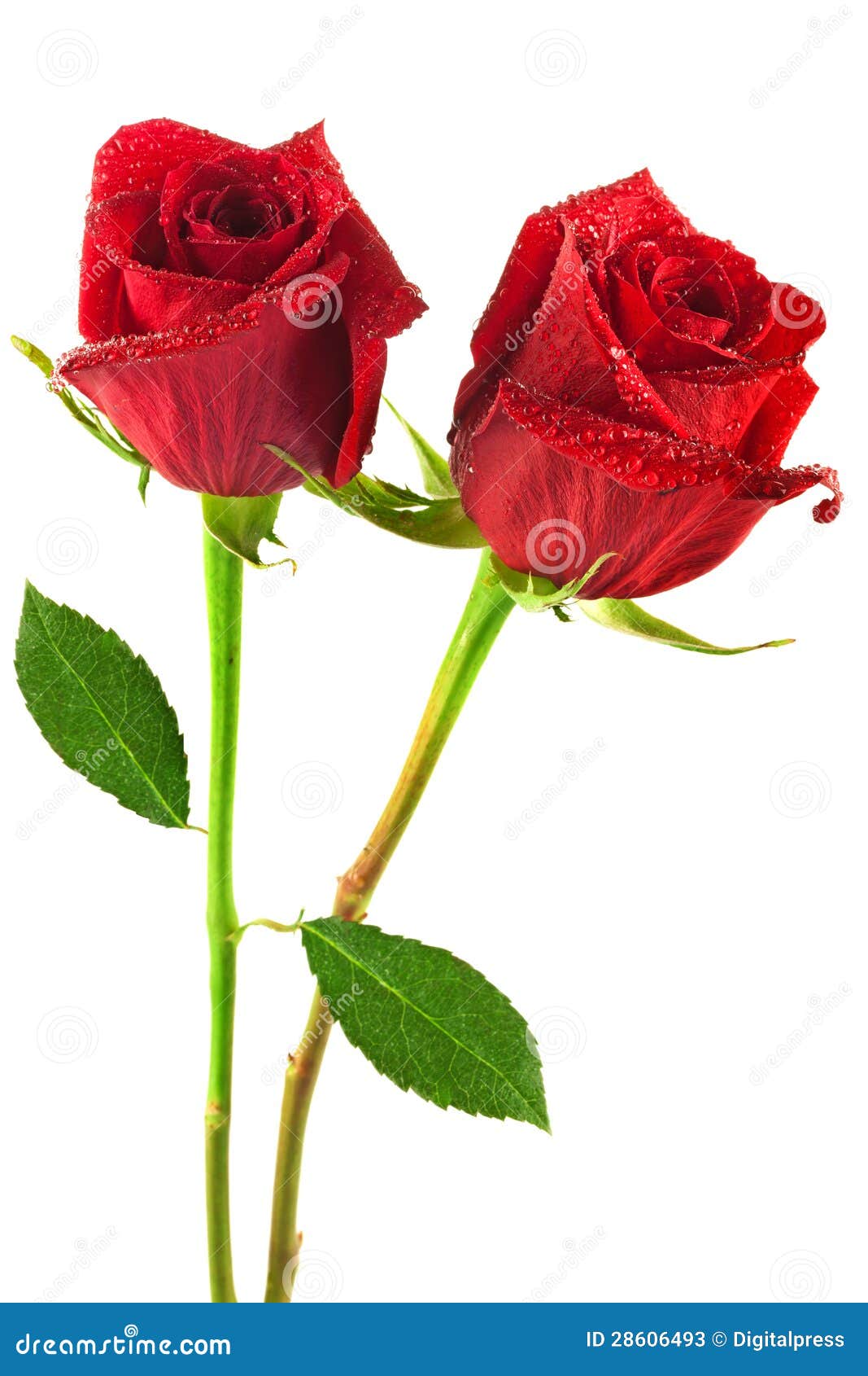 Red roses stock image. Image of white, rose, background - 28606493