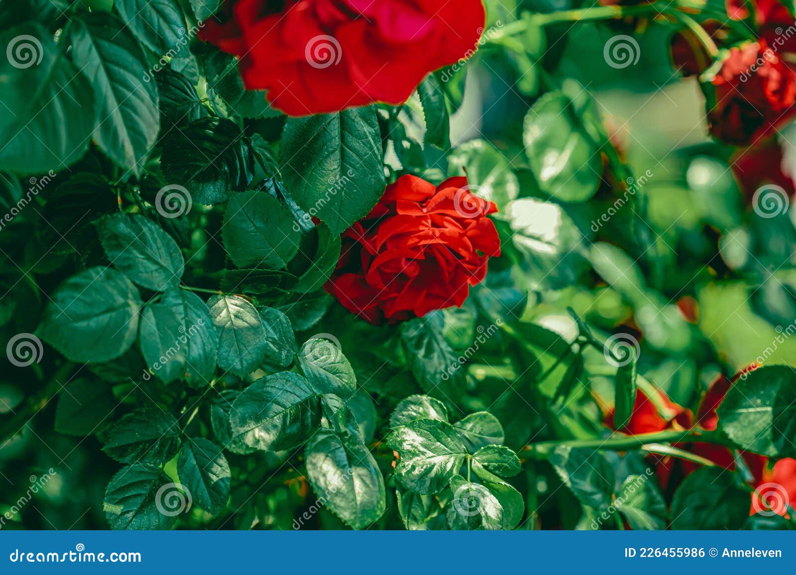 Red Roses In Beautiful Flower Garden As Floral Background Stock Photo