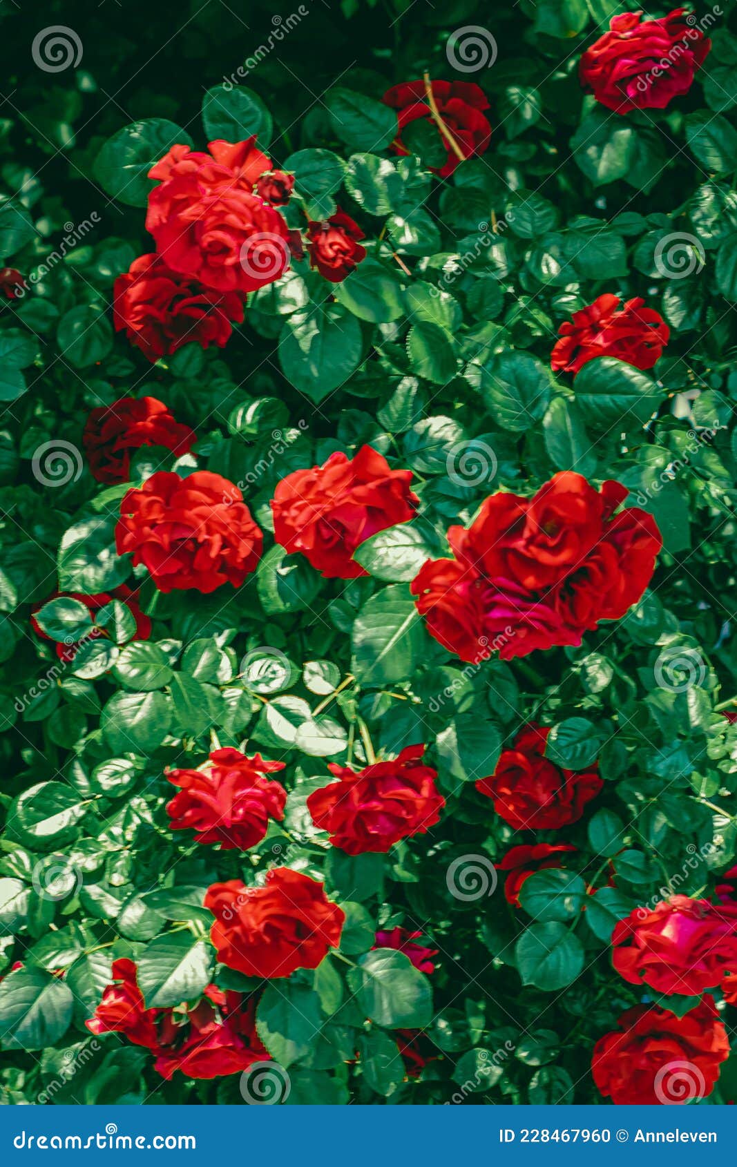 Red Roses In Beautiful Flower Garden As Floral Background Stock Photo