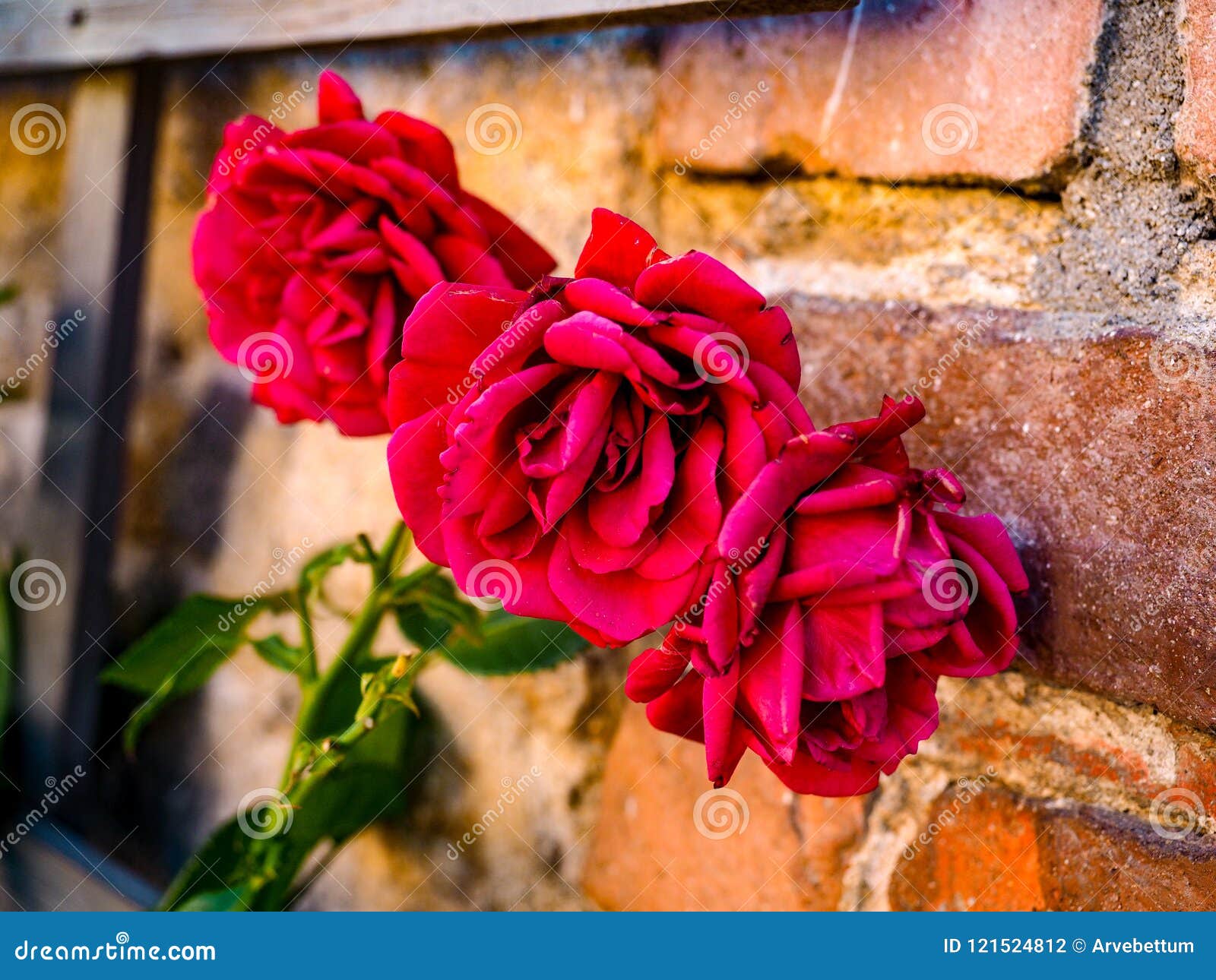 Red roses on brick wall stock photo. Image of floret 121524812
