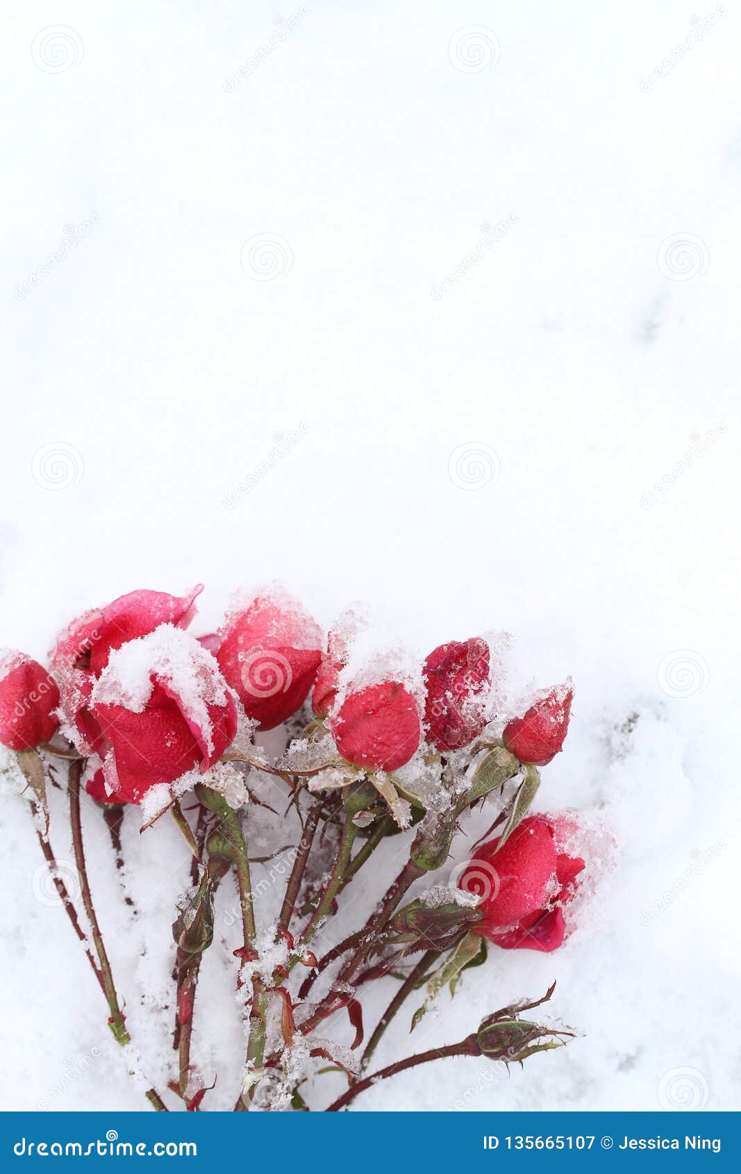 Red Roses Bud in White Snow in Winter Stock Image - Image of close ...