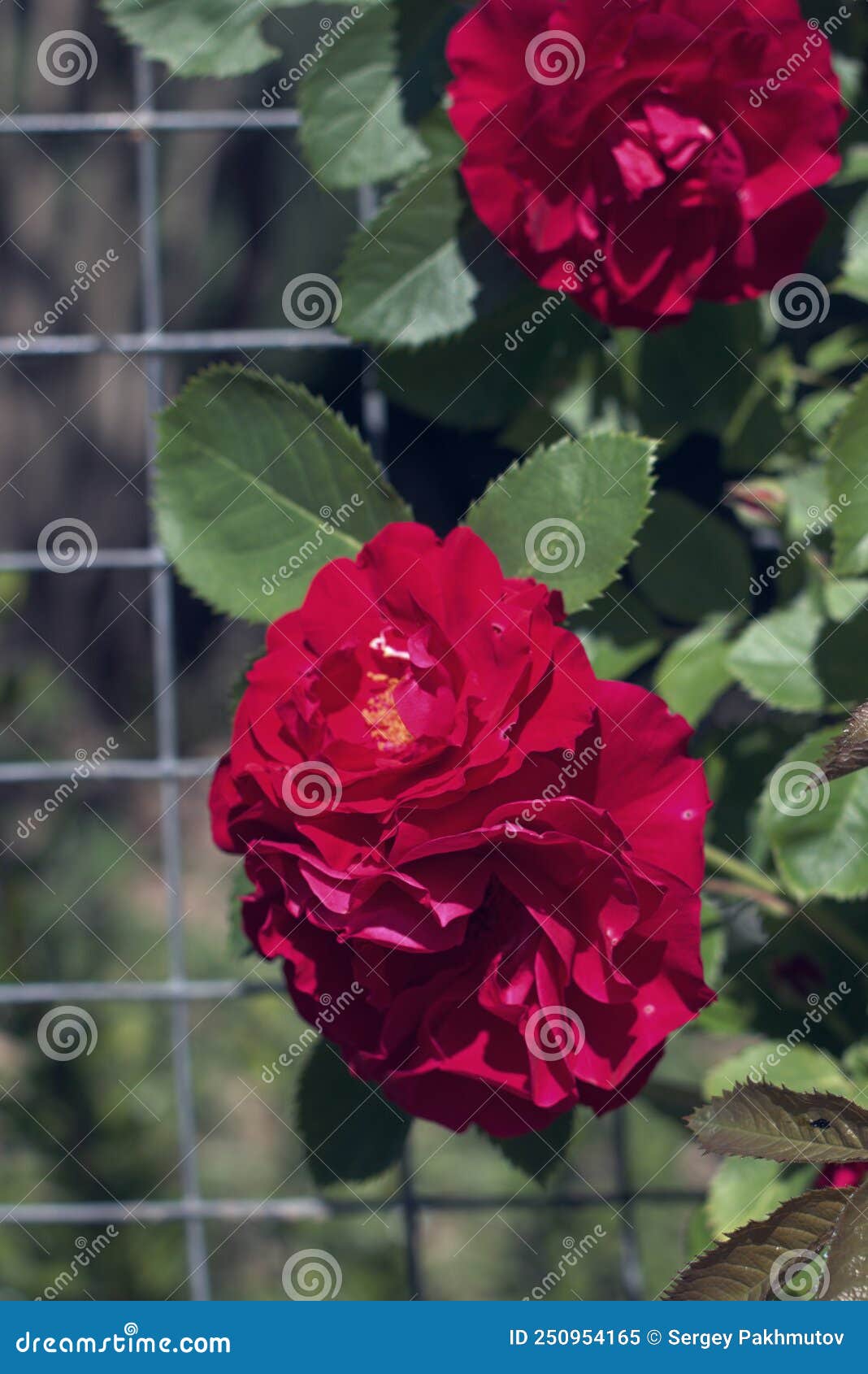 Red roses on the bush stock image. Image of pink, rose 250954165