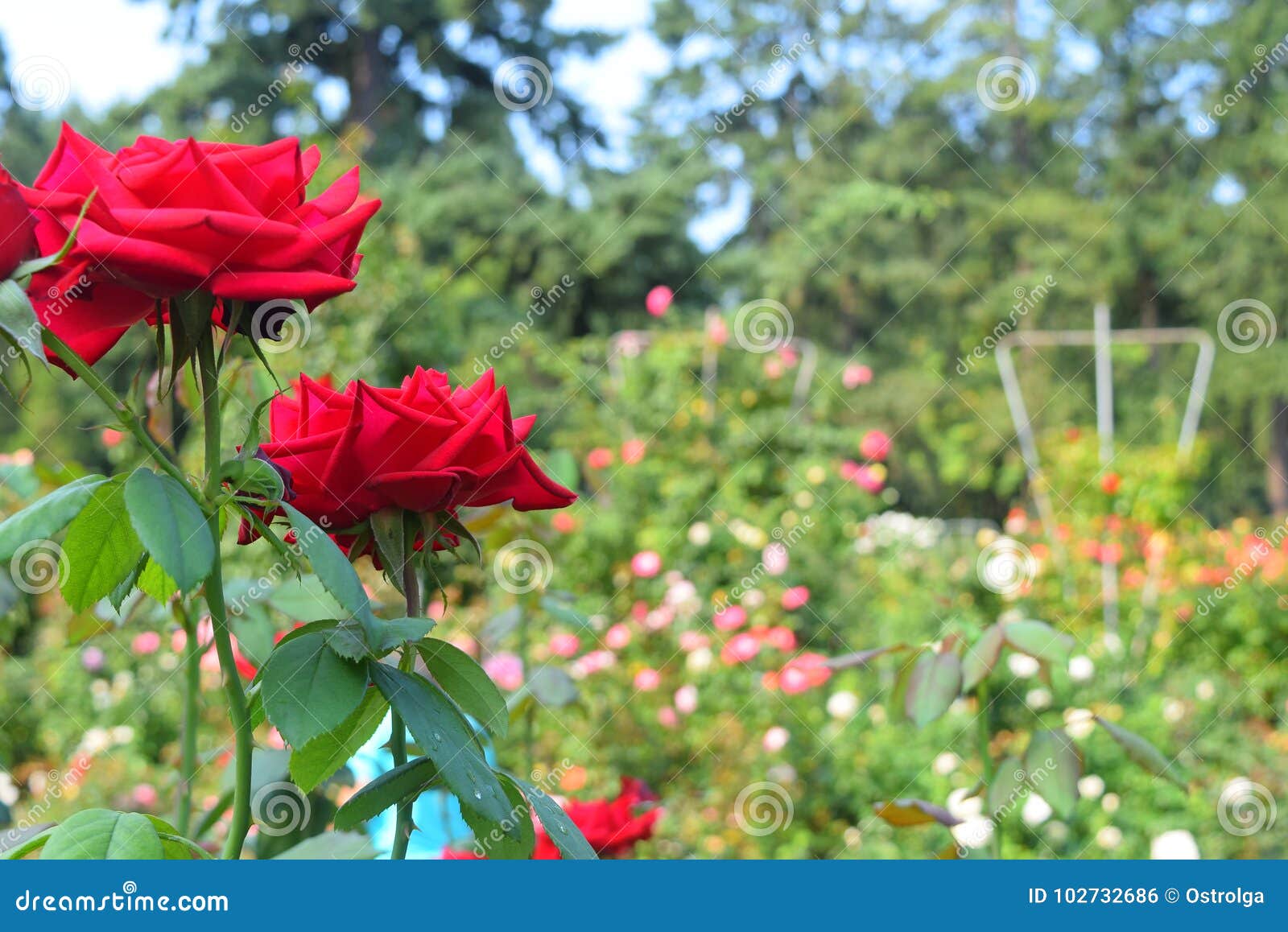 Red Roses Close Up in a Rose Garden Stock Photo - Image of ...