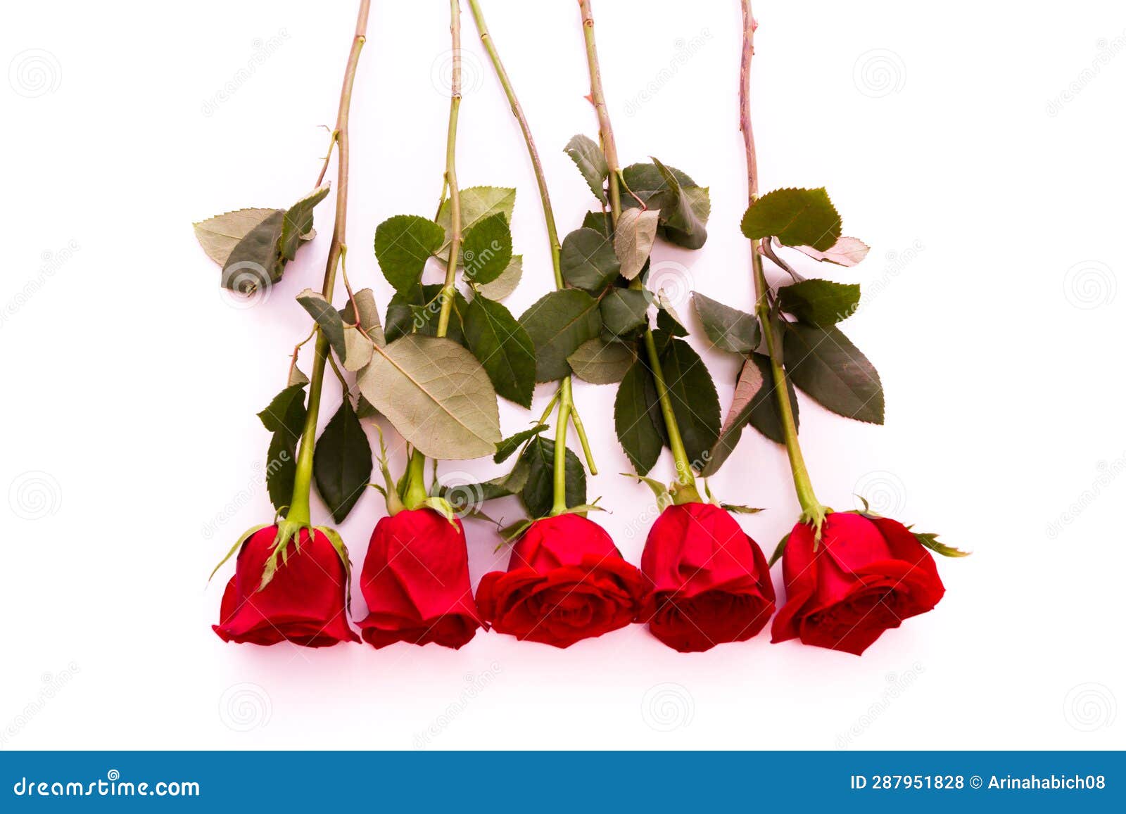 Red roses stock photo. Image of leaf, green, bloom, perennial 287951828