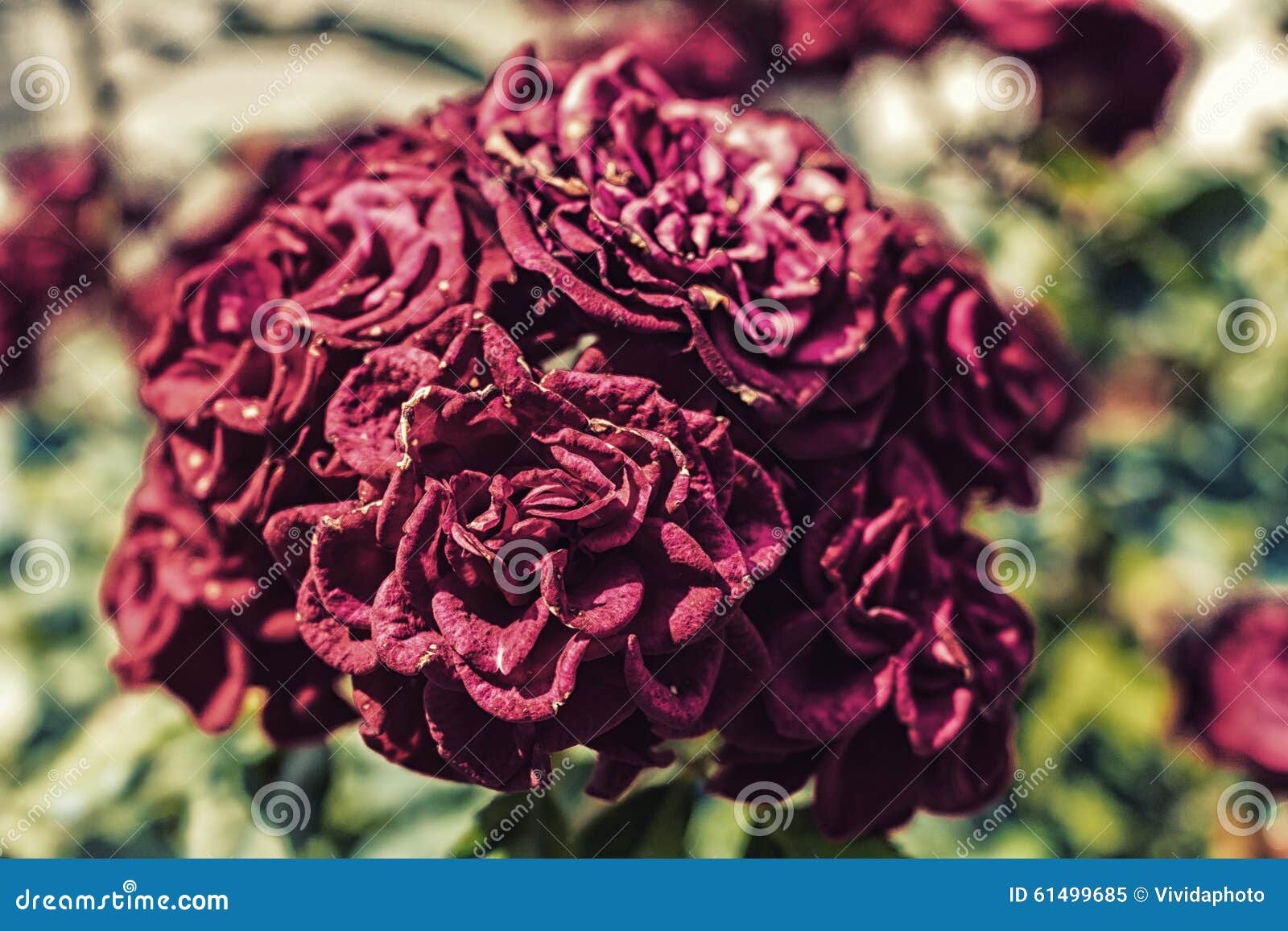 Red roses stock image. Image of petal, rose, floristry 61499685