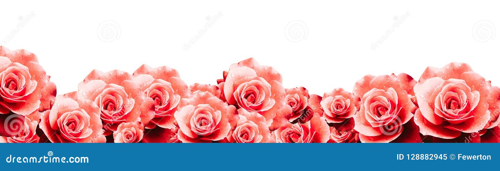 red roses floral border frame background with wet red pink white roses flowers closeup pattern border panorama.