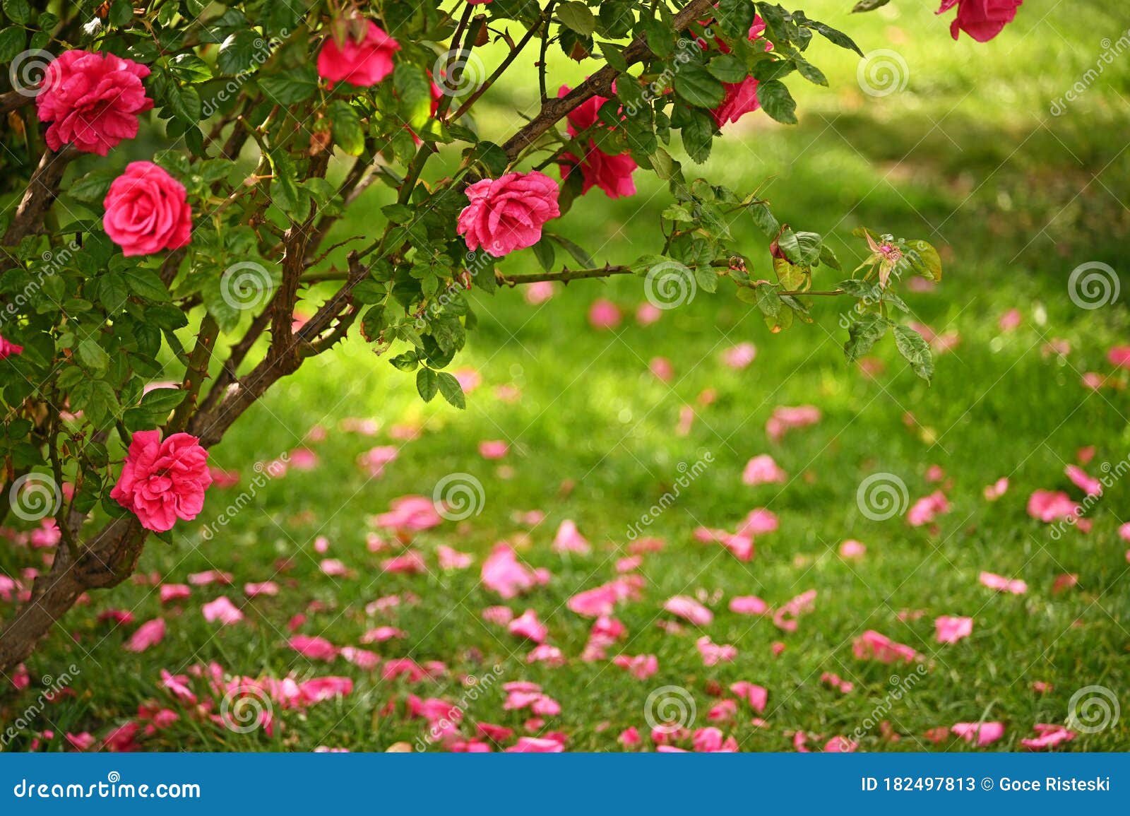 Red Roses Flower Garden Detail Nature Stock Image - Image of blossom,  green: 182497813