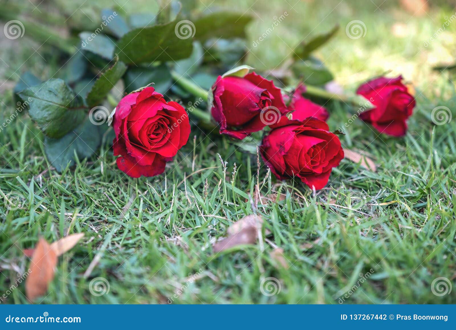 Red Roses Flower on Green Grass Field Stock Photo Image of