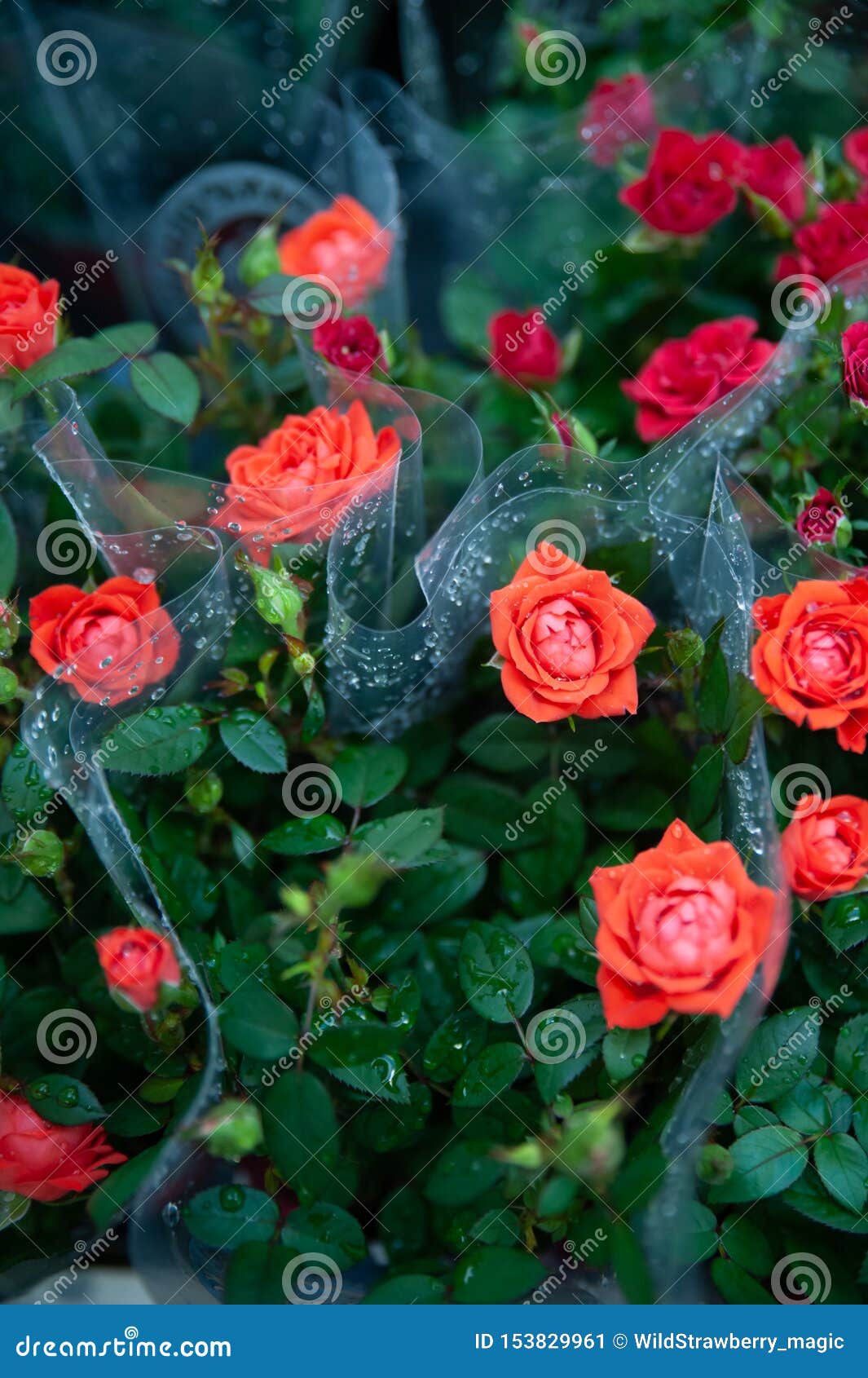 Red Roses in Flower Shop Packages Stock Image Image of shop, market