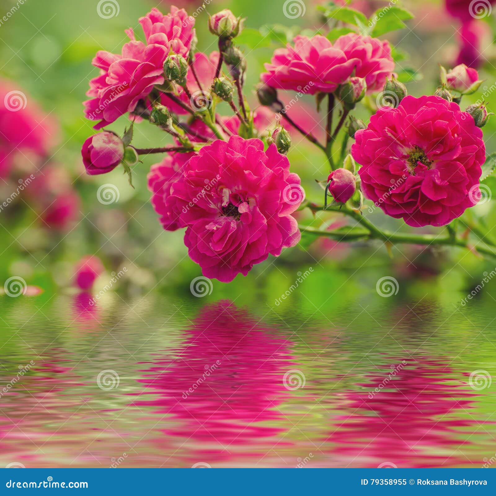 Red roses garden stock image. Image of botanical, beautiful - 79358955
