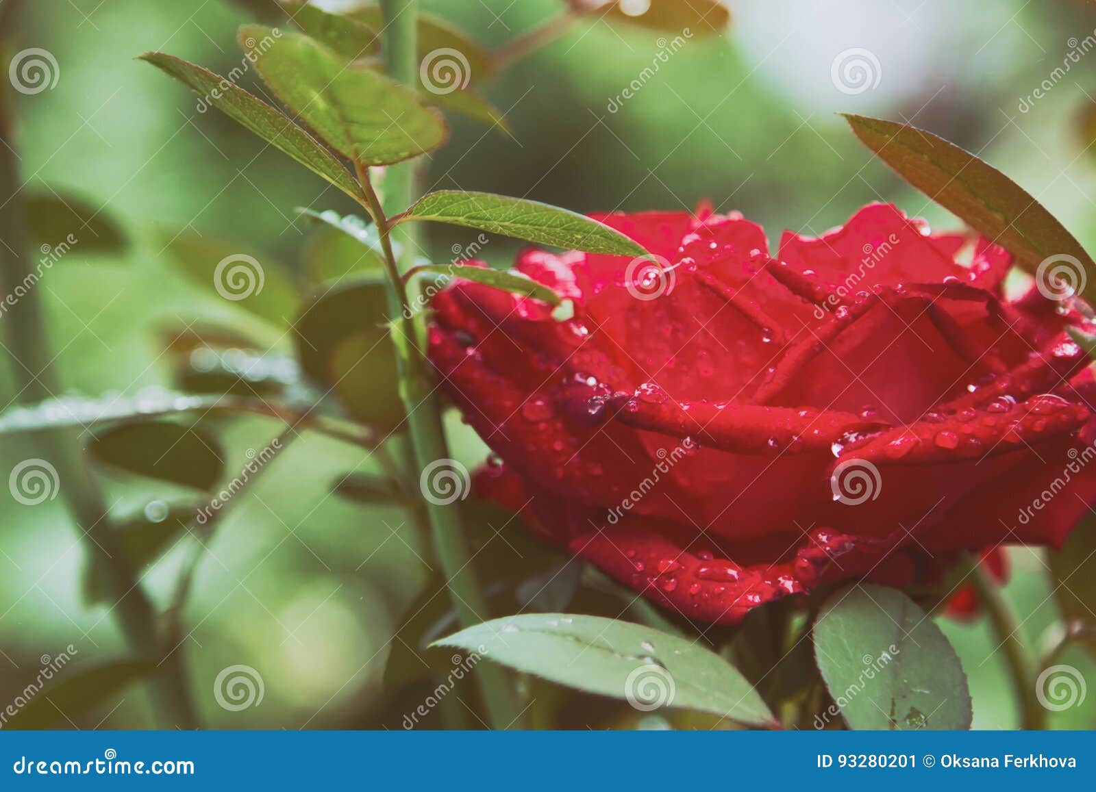 Red Roses in the Garden after the Rain. Stock Image Image of garden