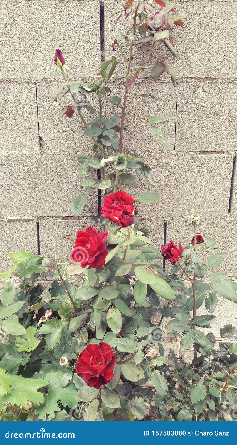 red roses in the garden