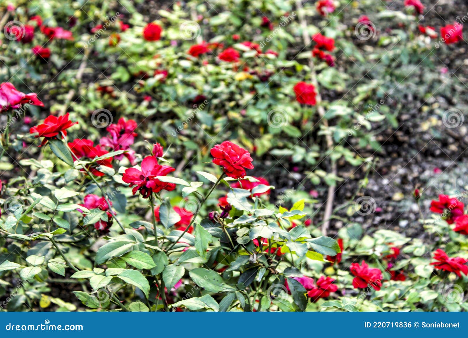 Red Roses in the Garden in Spain Stock Photo Image of field