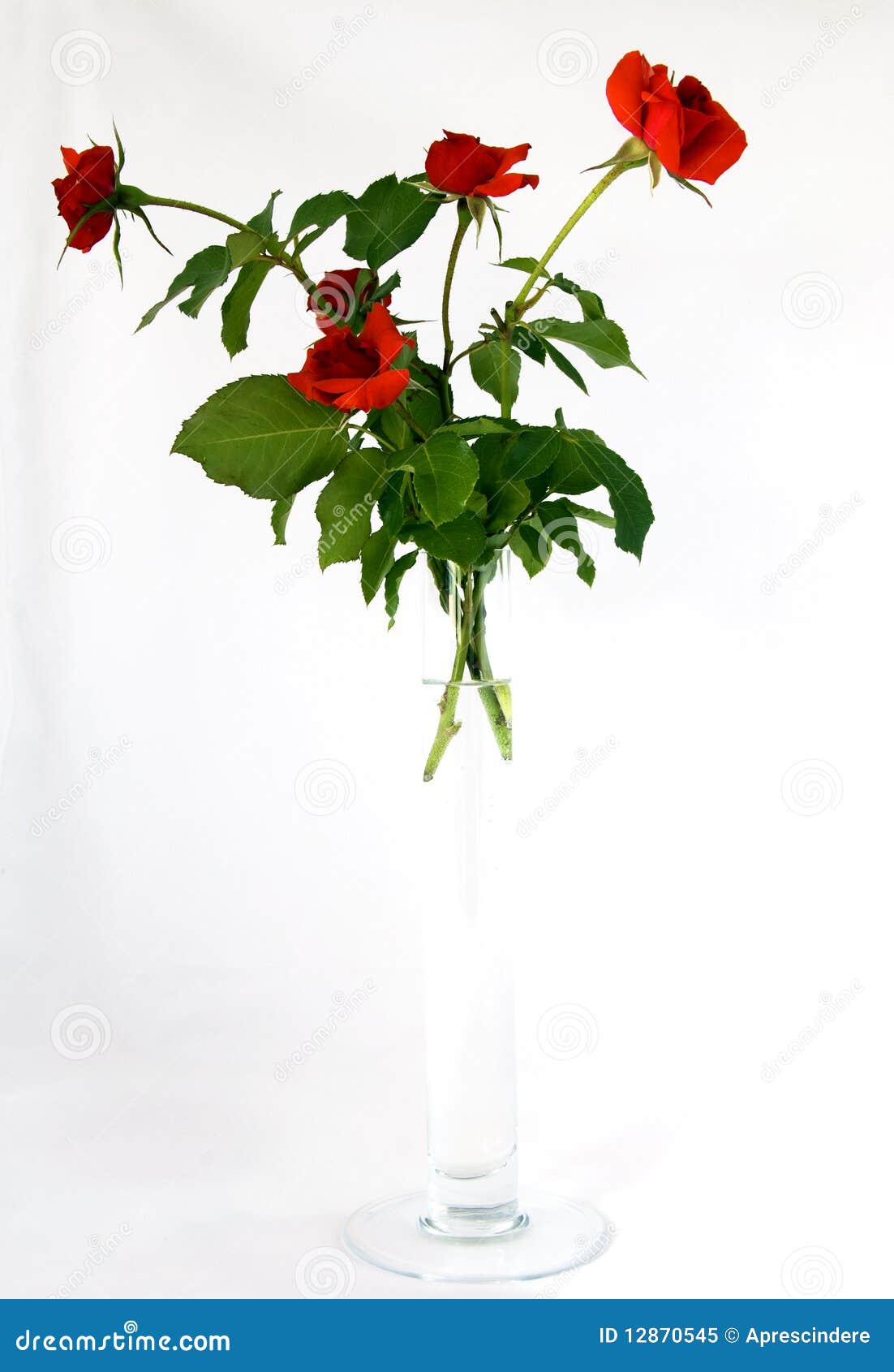 Red roses in glass vase stock image. Image of flowers 12870545