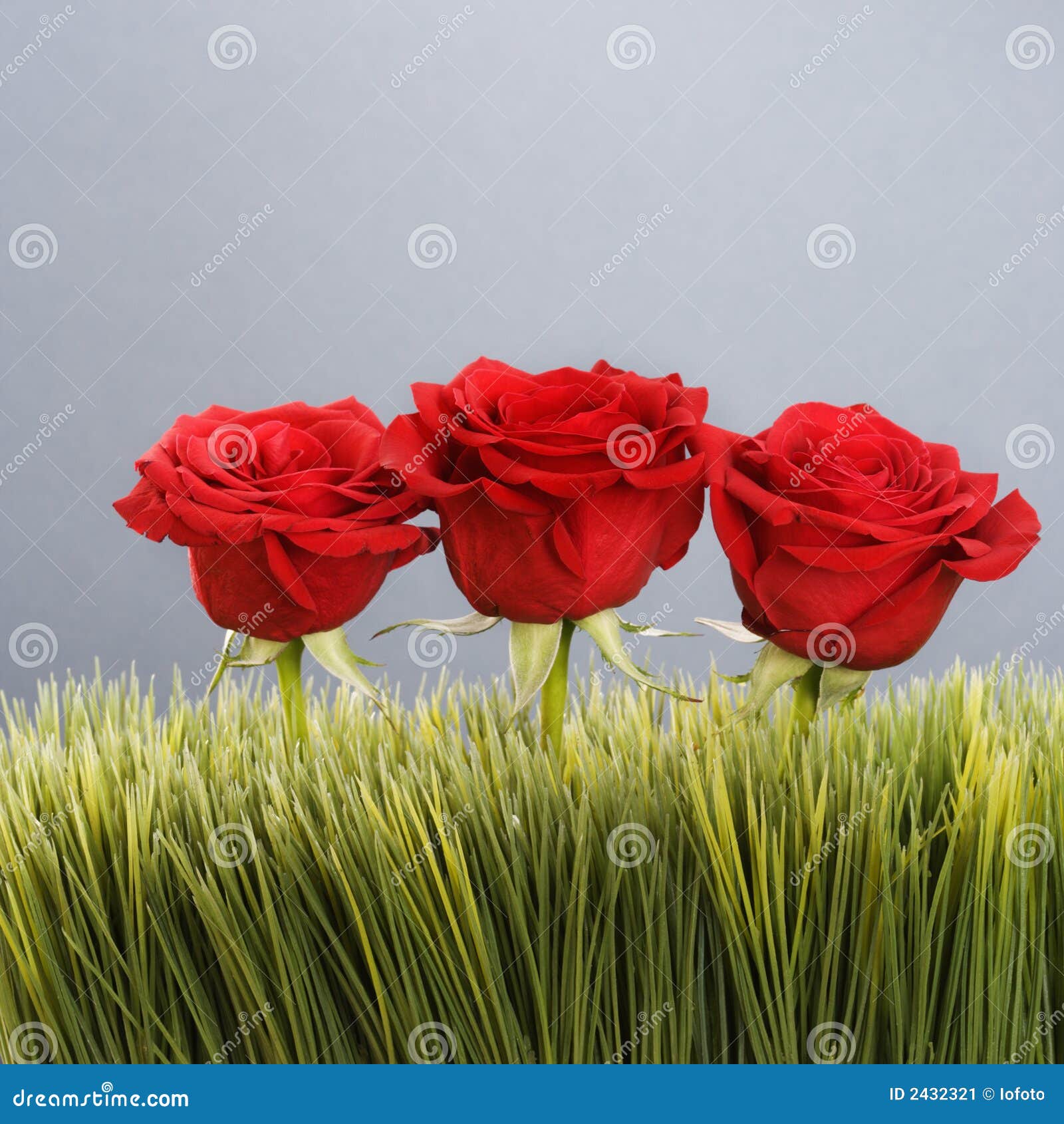 Red roses in grass. stock image. Image of still, petals 2432321