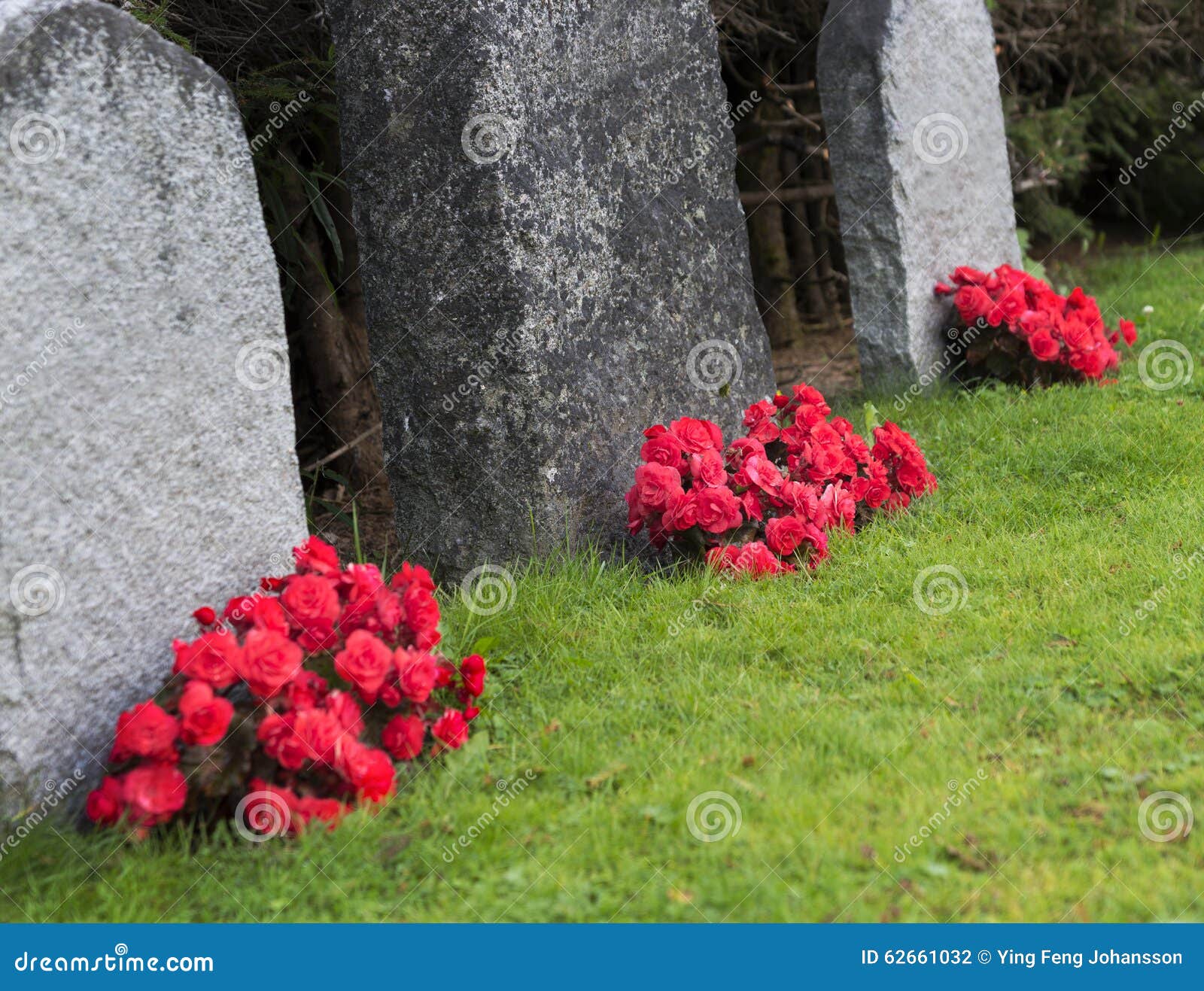 red roses on graveyard