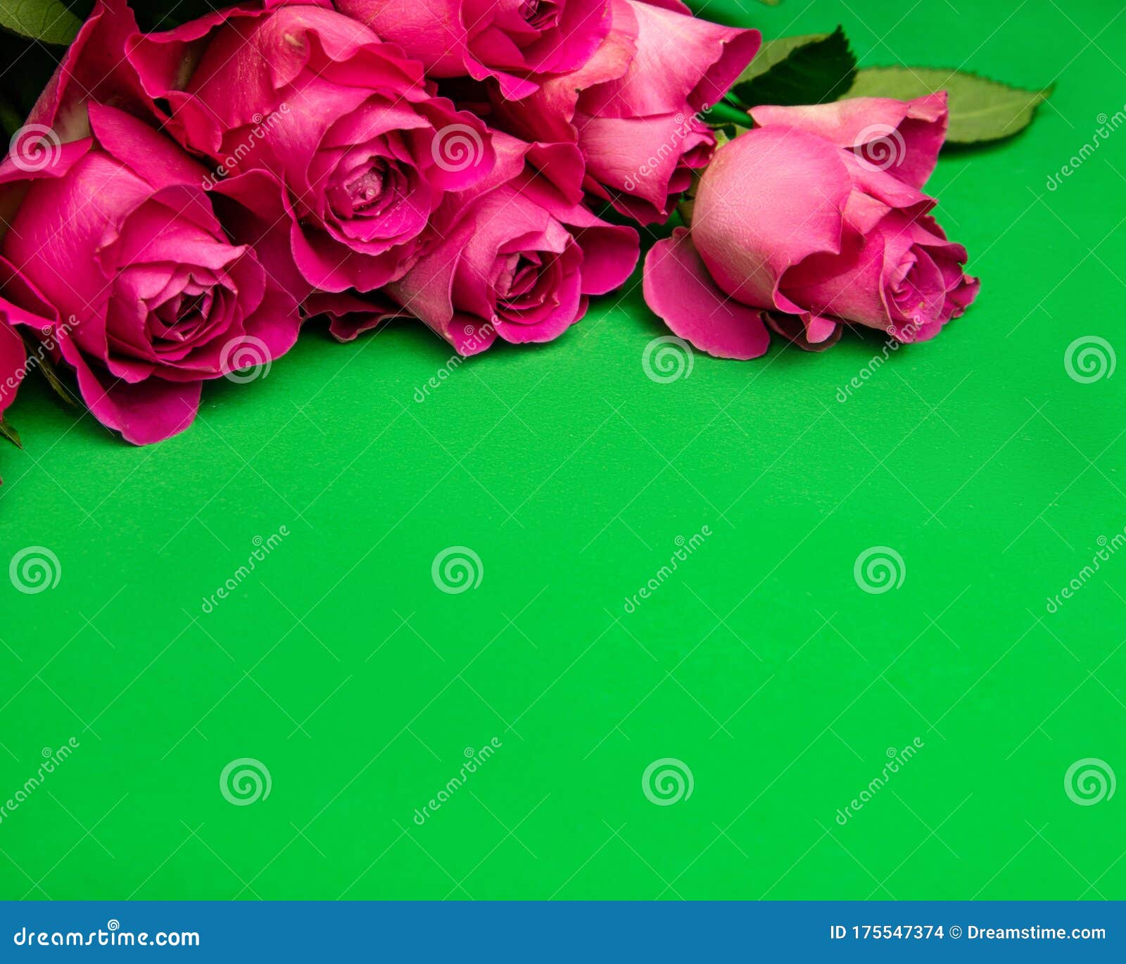 Red Roses on a Green Background Stock Photo Image of flower, floral 175547374